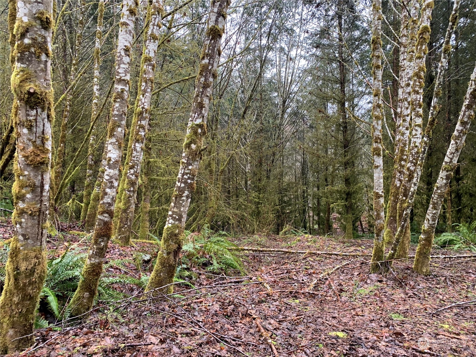 0 Fallert Road, Kalama, Washington, 98625, United States, ,Land,For Sale,0 Fallert Road,1273199
