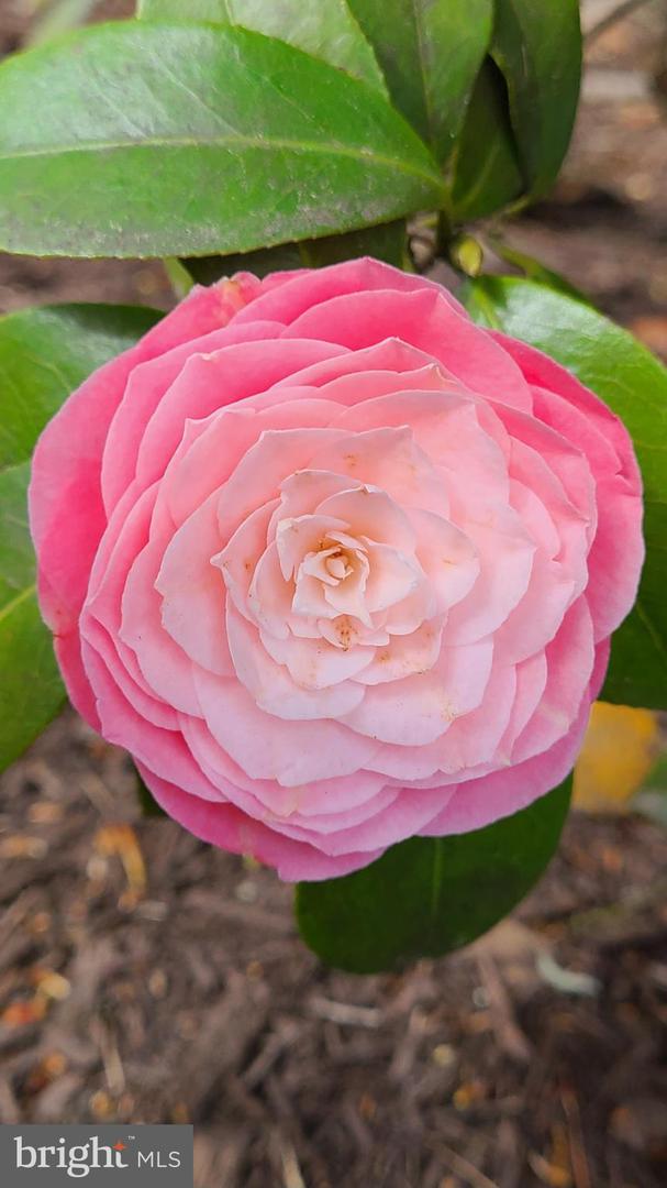 Crofton, Maryland, 21114, United States, 5 Bedrooms Bedrooms, ,4 BathroomsBathrooms,Residential,For Sale,1971690