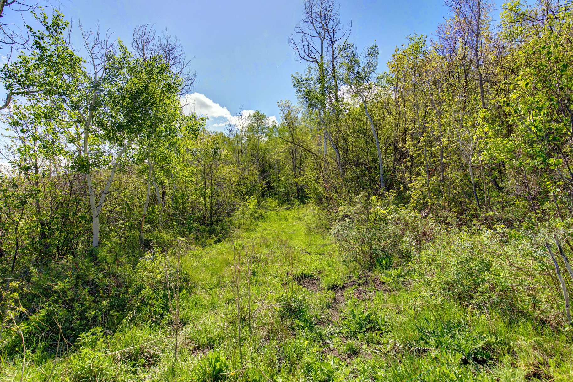  Wooded 5 acres No HOA - 物件實景