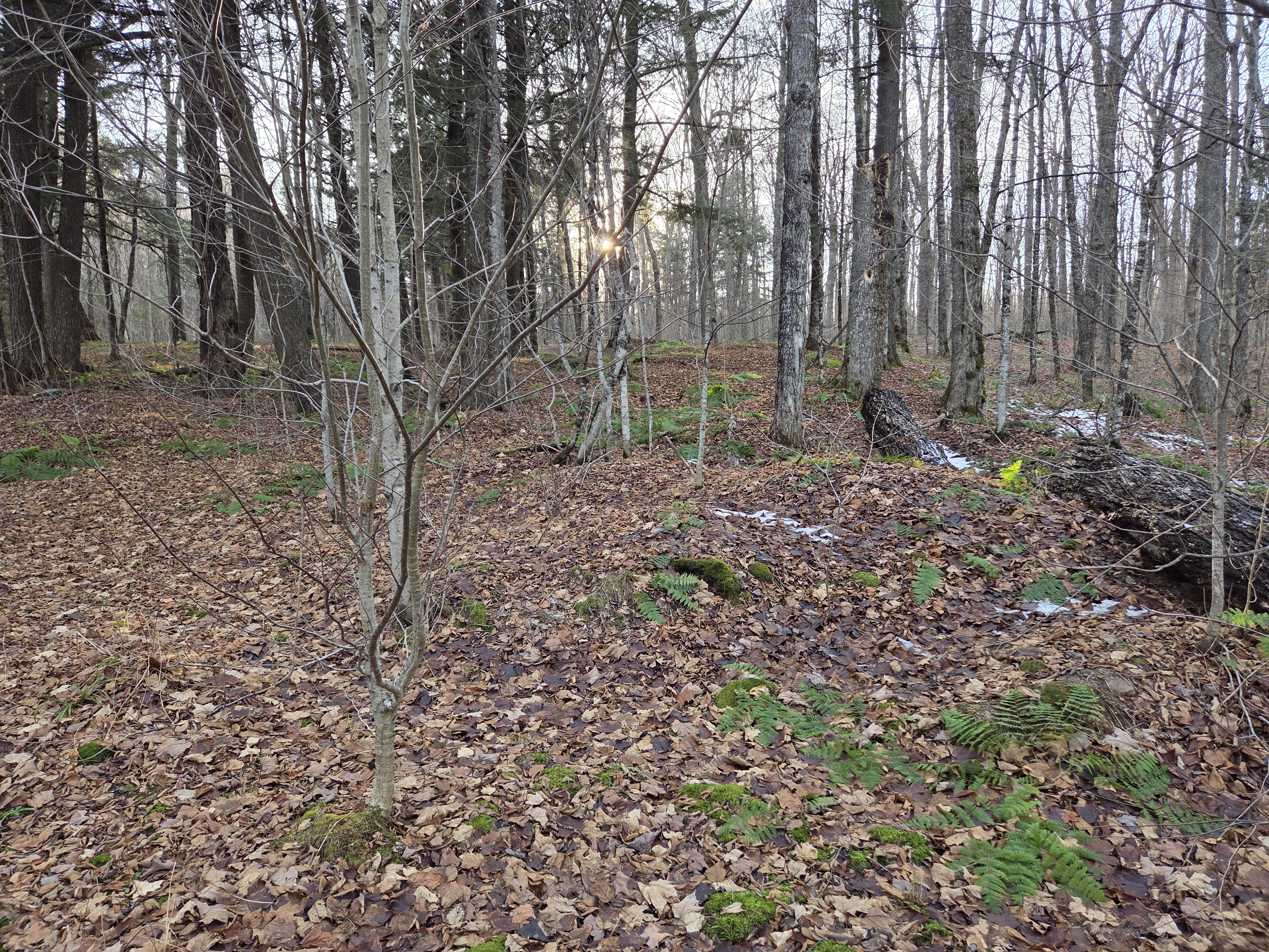 Watersmeet, Michigan, 49969, United States, ,Land,For Sale,1992364