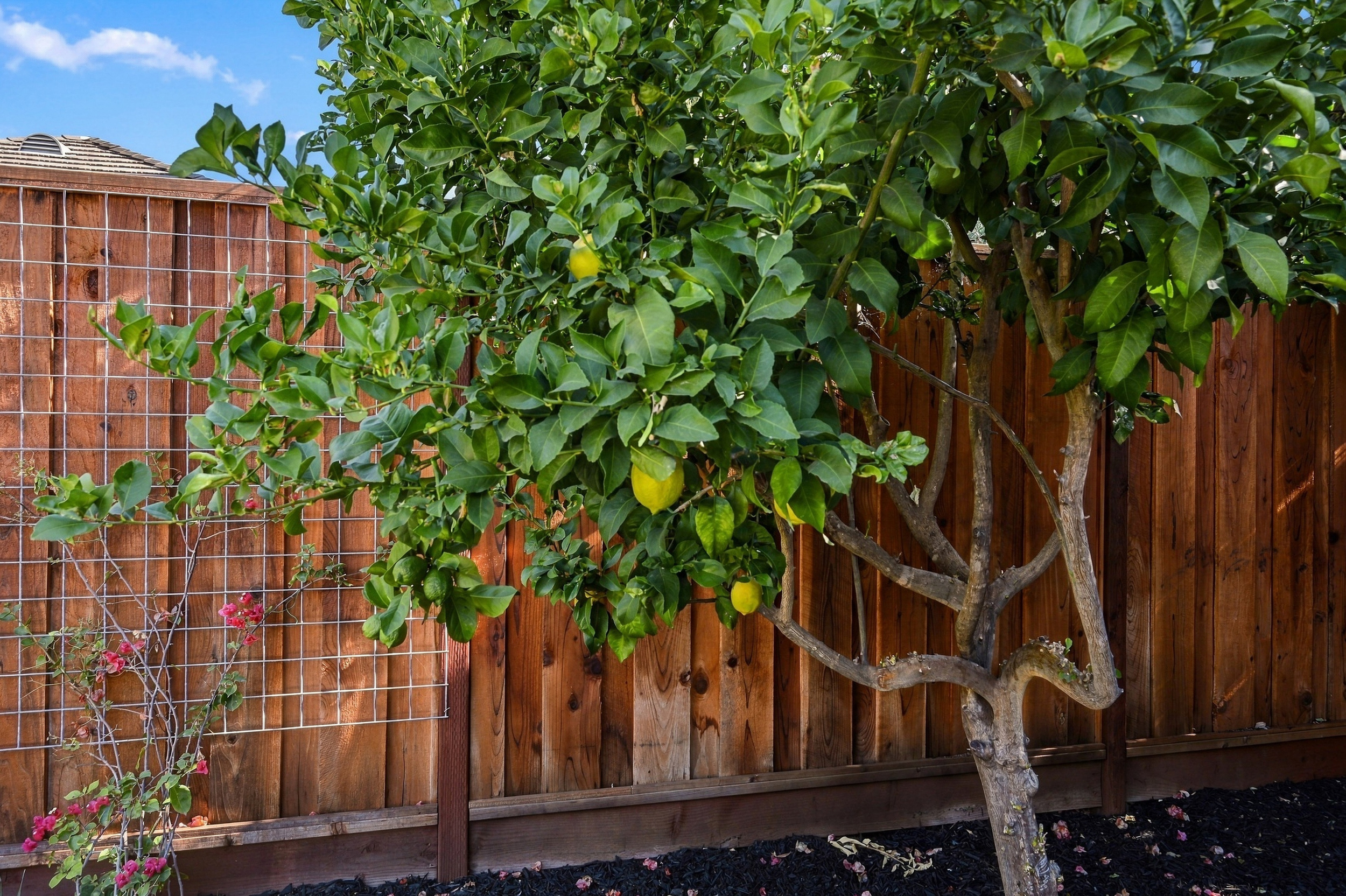  Discover the Best of North Napa Living in Dry Creek Village - 物件實景