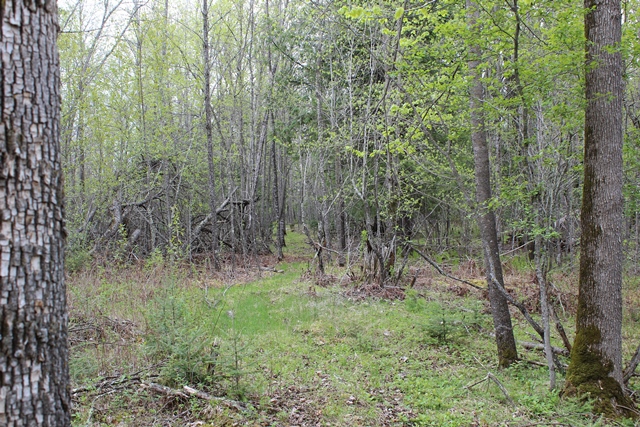 Deer River, Minnesota, 56636, United States, ,Land,For Sale,1974863