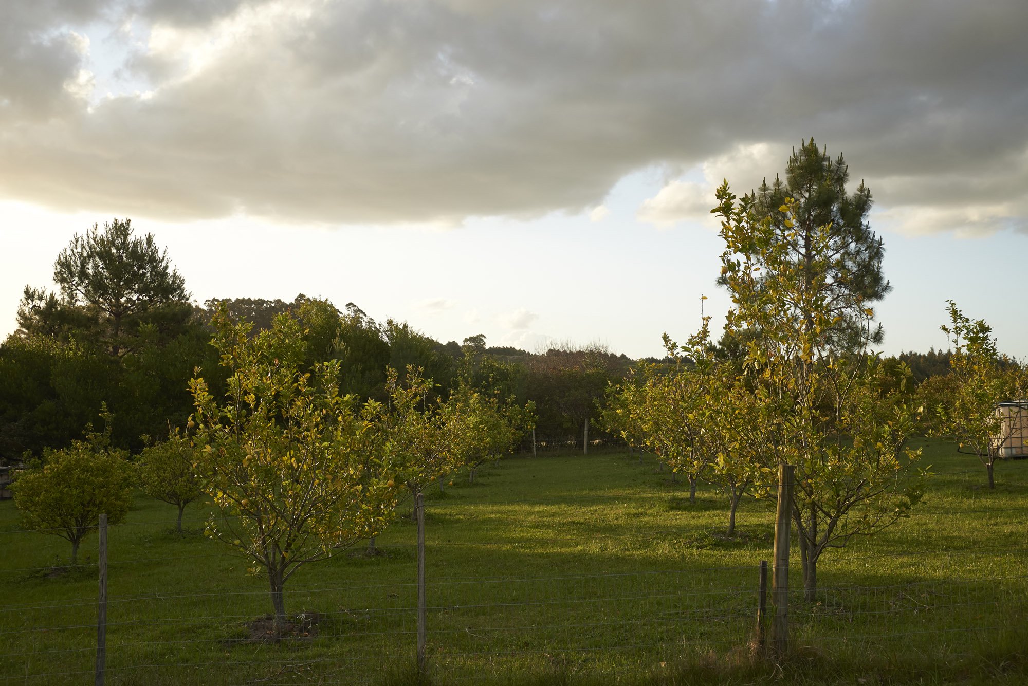  A unique farm on the Sierra de la Ballena. - 物件實景