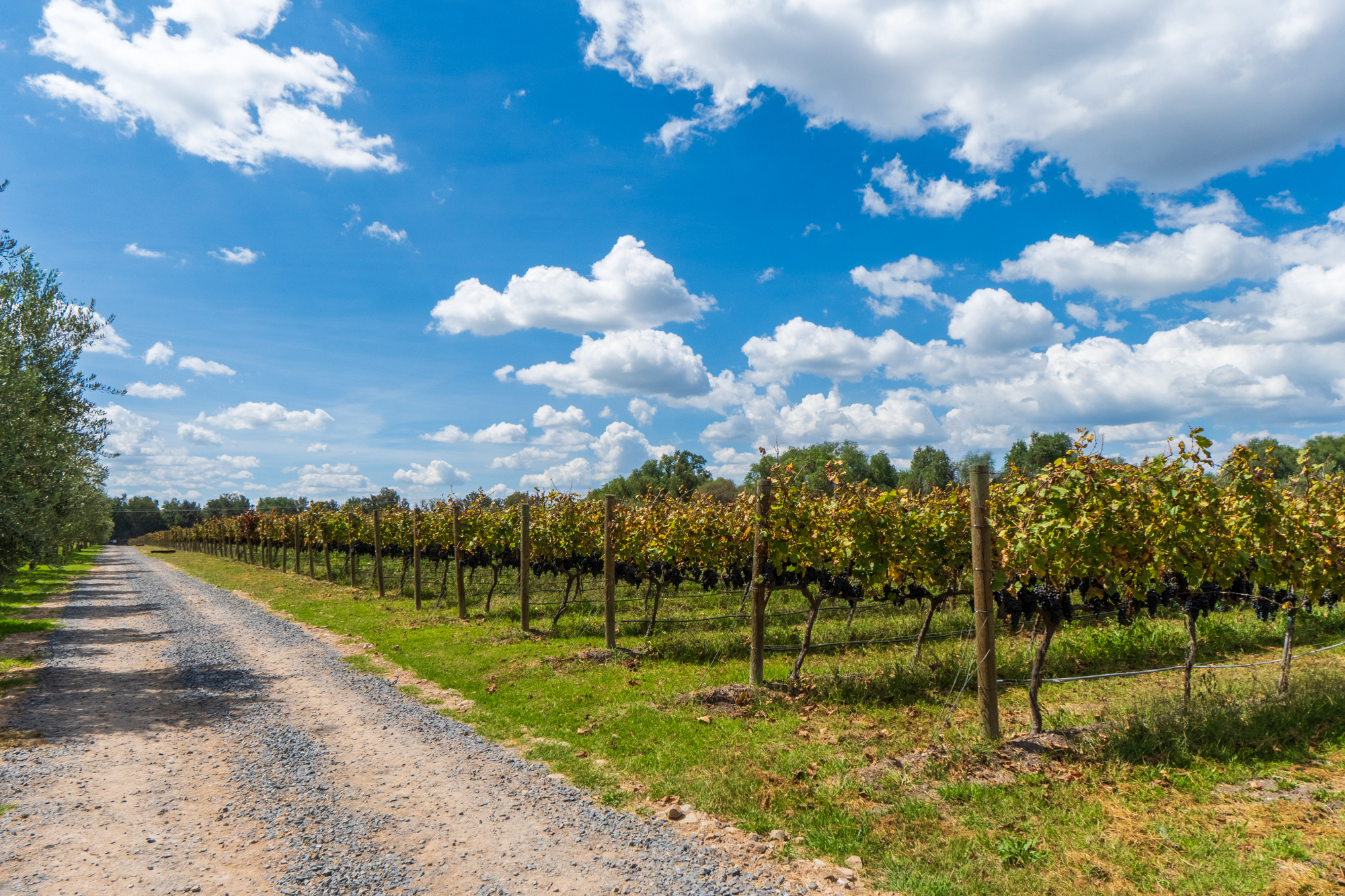  San Francisco Vineyards Lot 1 - 物件實景