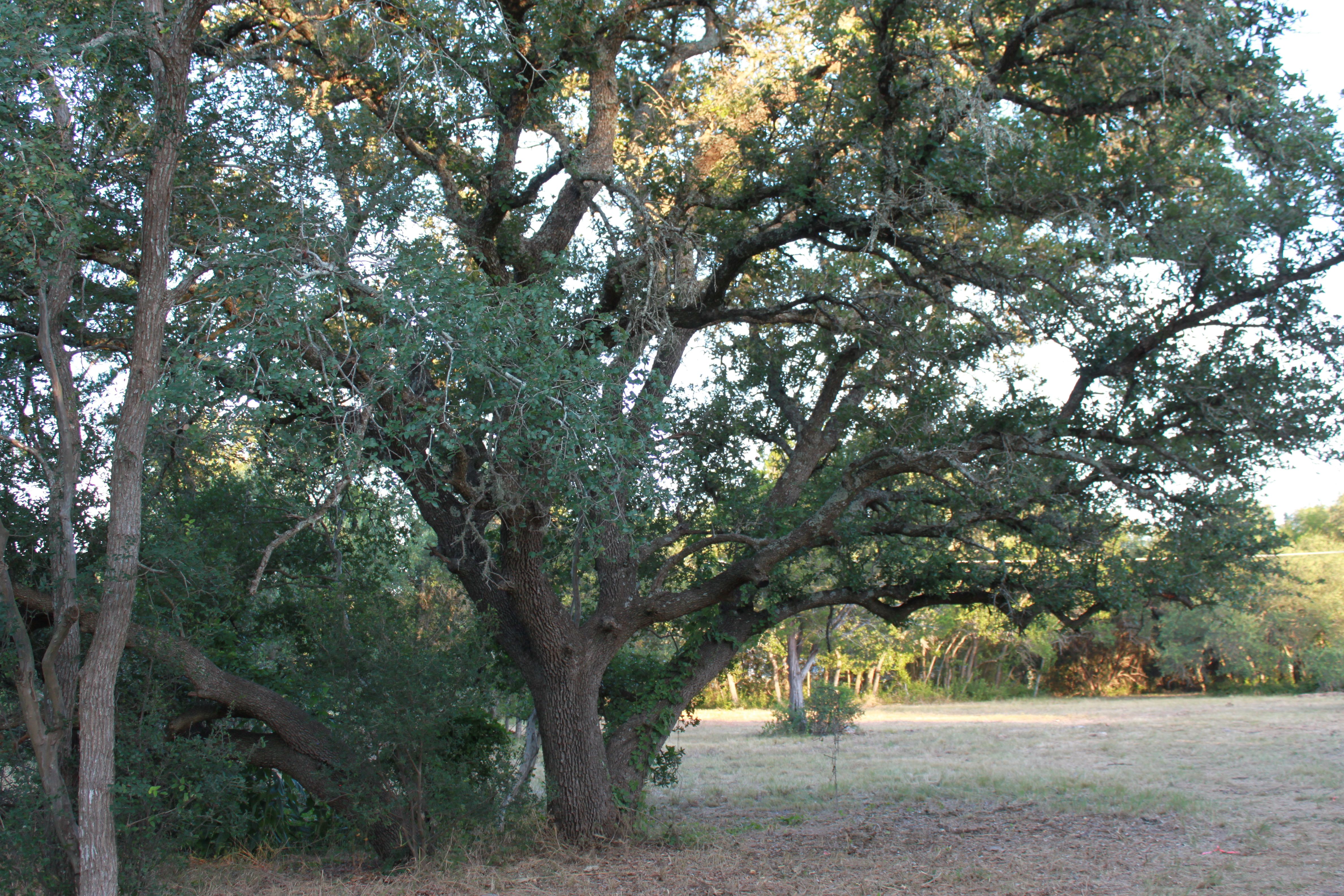  3 Acres of Hill Country Ready to Build on - 物件實景
