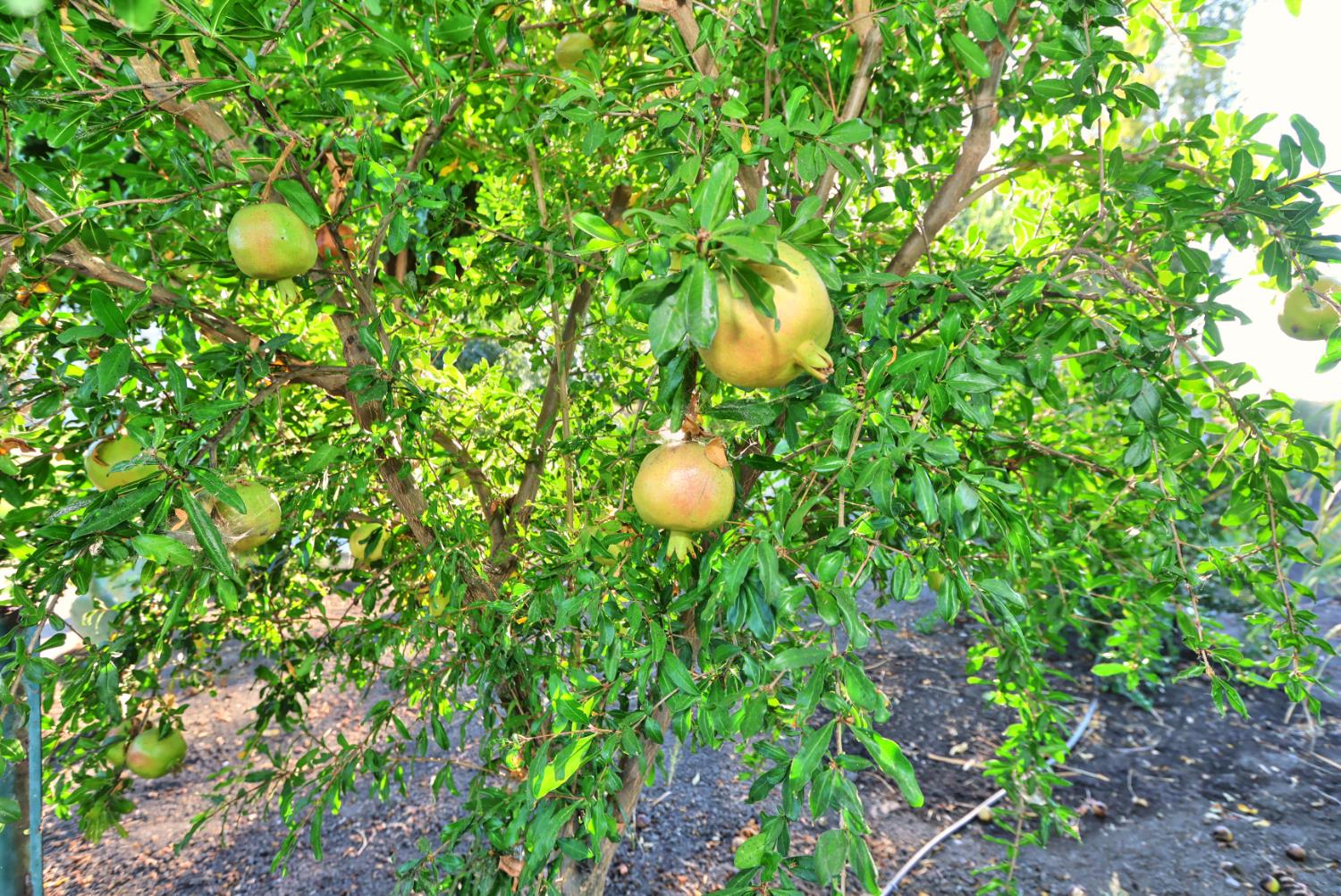 Walnut Grove, California, 95690, United States, 5 Bedrooms Bedrooms, ,3 BathroomsBathrooms,Residential,For Sale,1957042