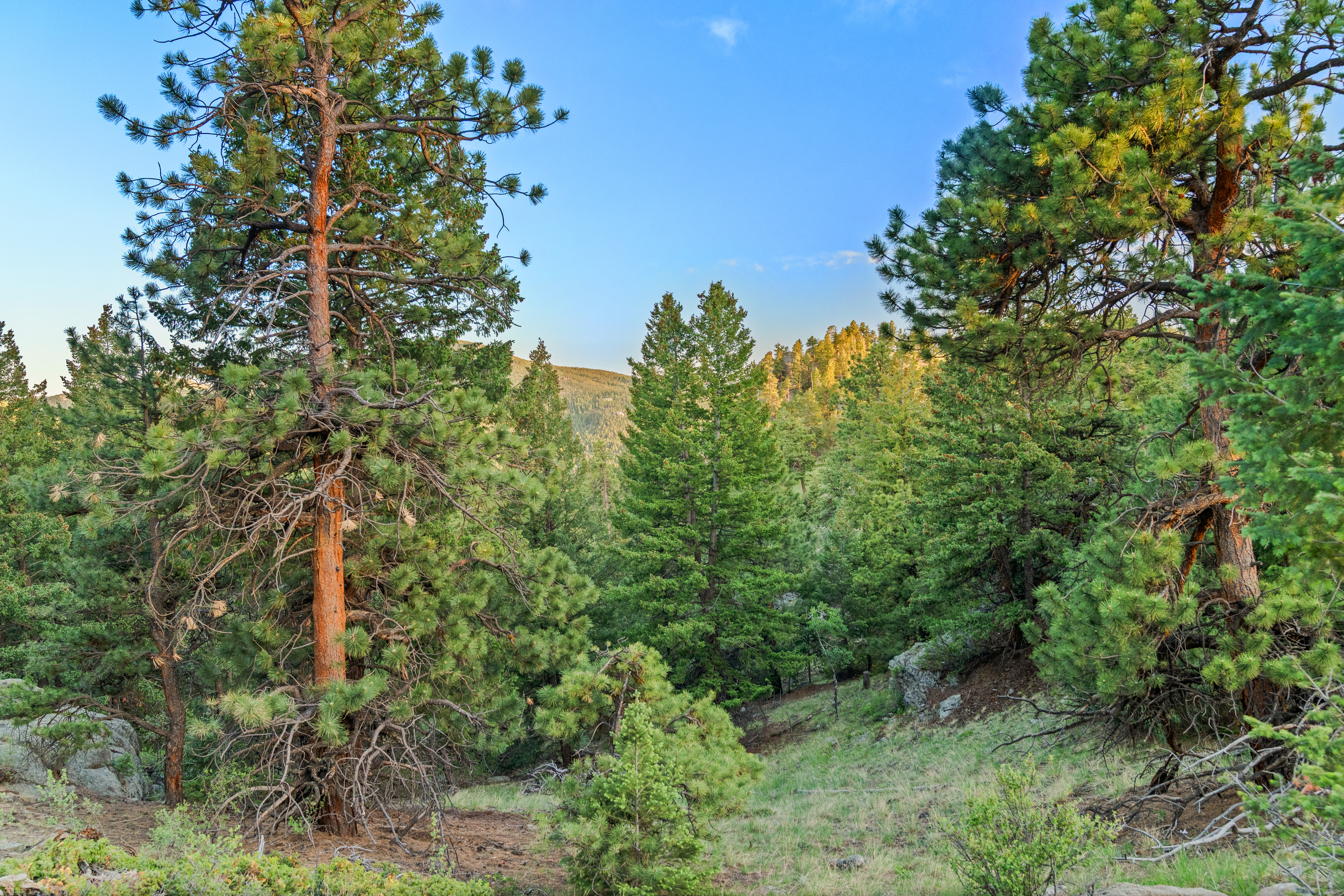  Acreage Available in Evergreen