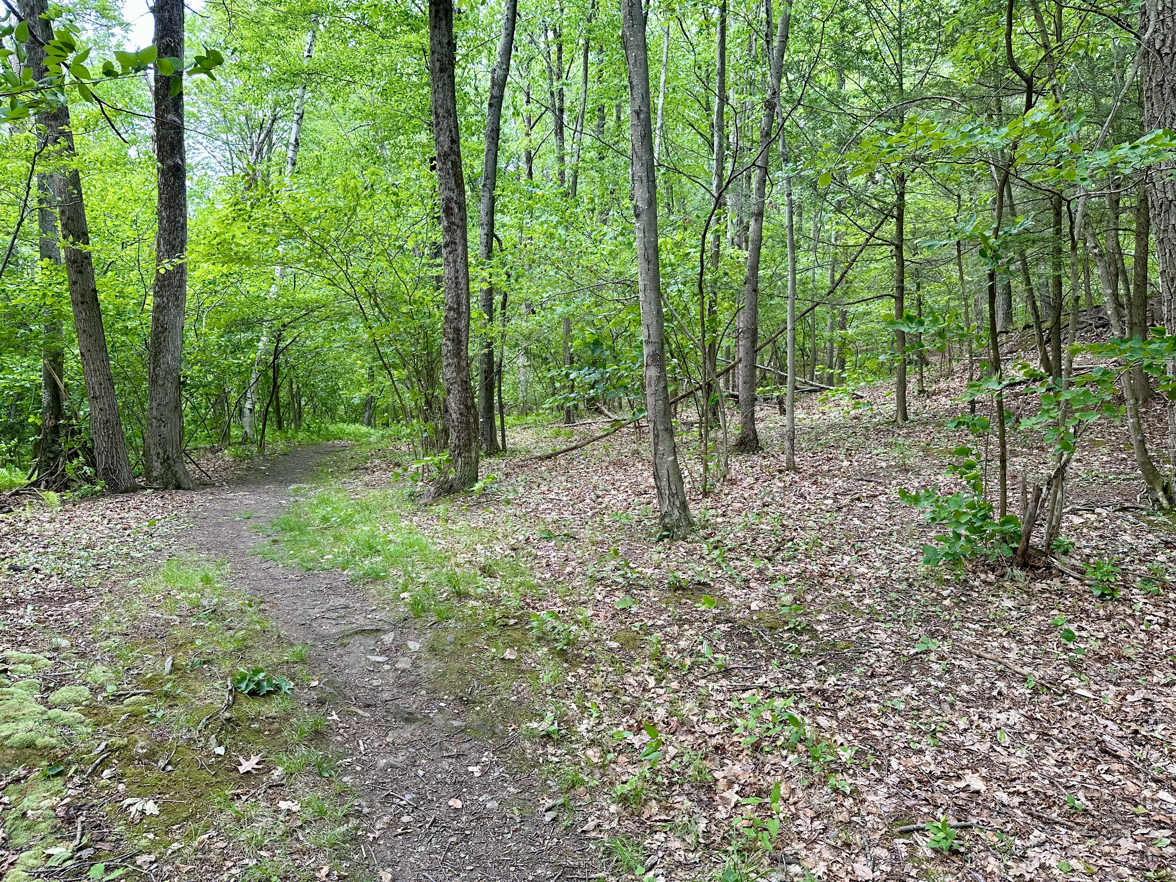  Rare 3.1 Acre Lakefront Lot on Lake Mansfield - 物件實景
