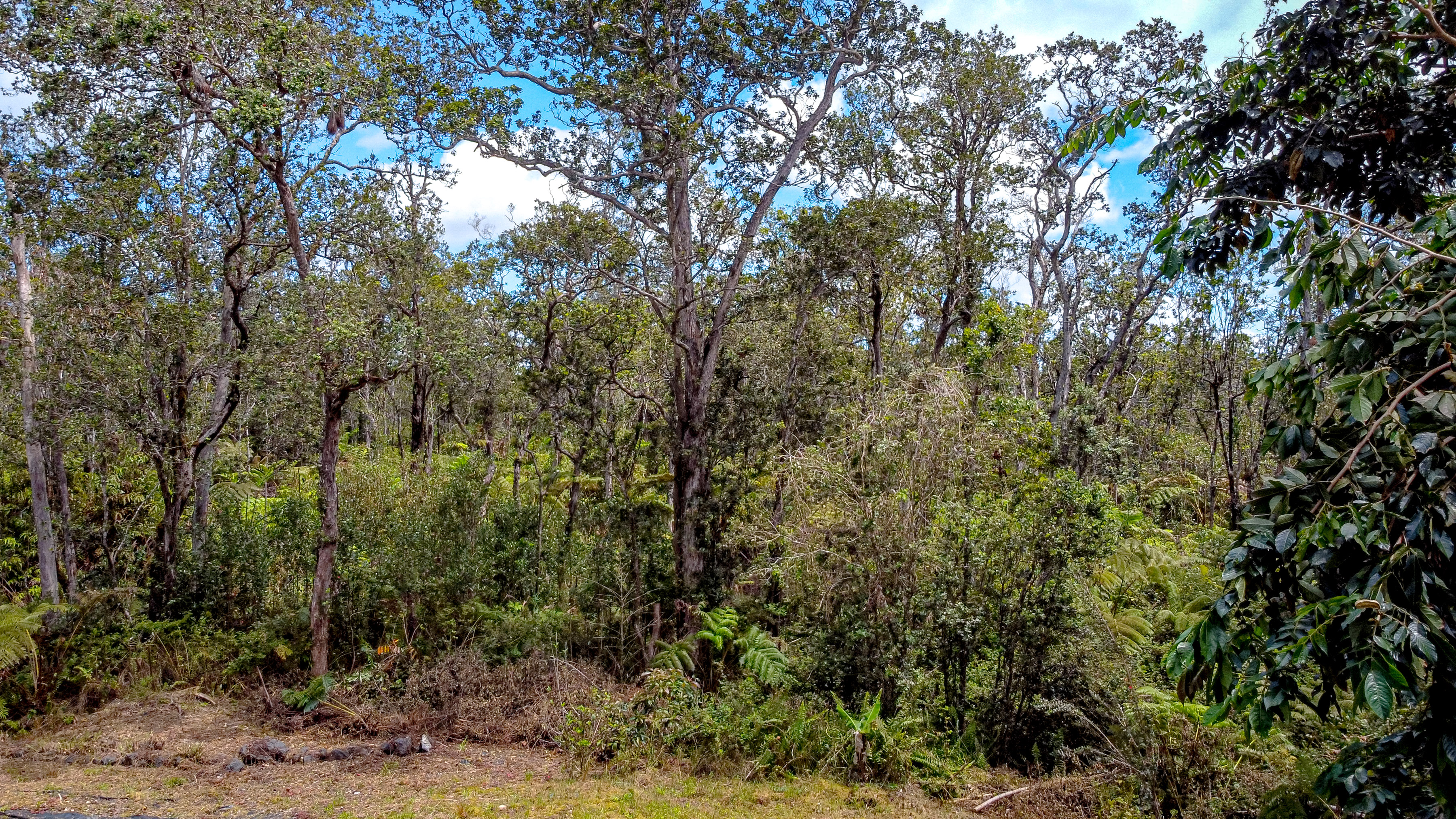  11-3121  HOOLEHUA RD, Volcano, HI 96785 - 物件實景