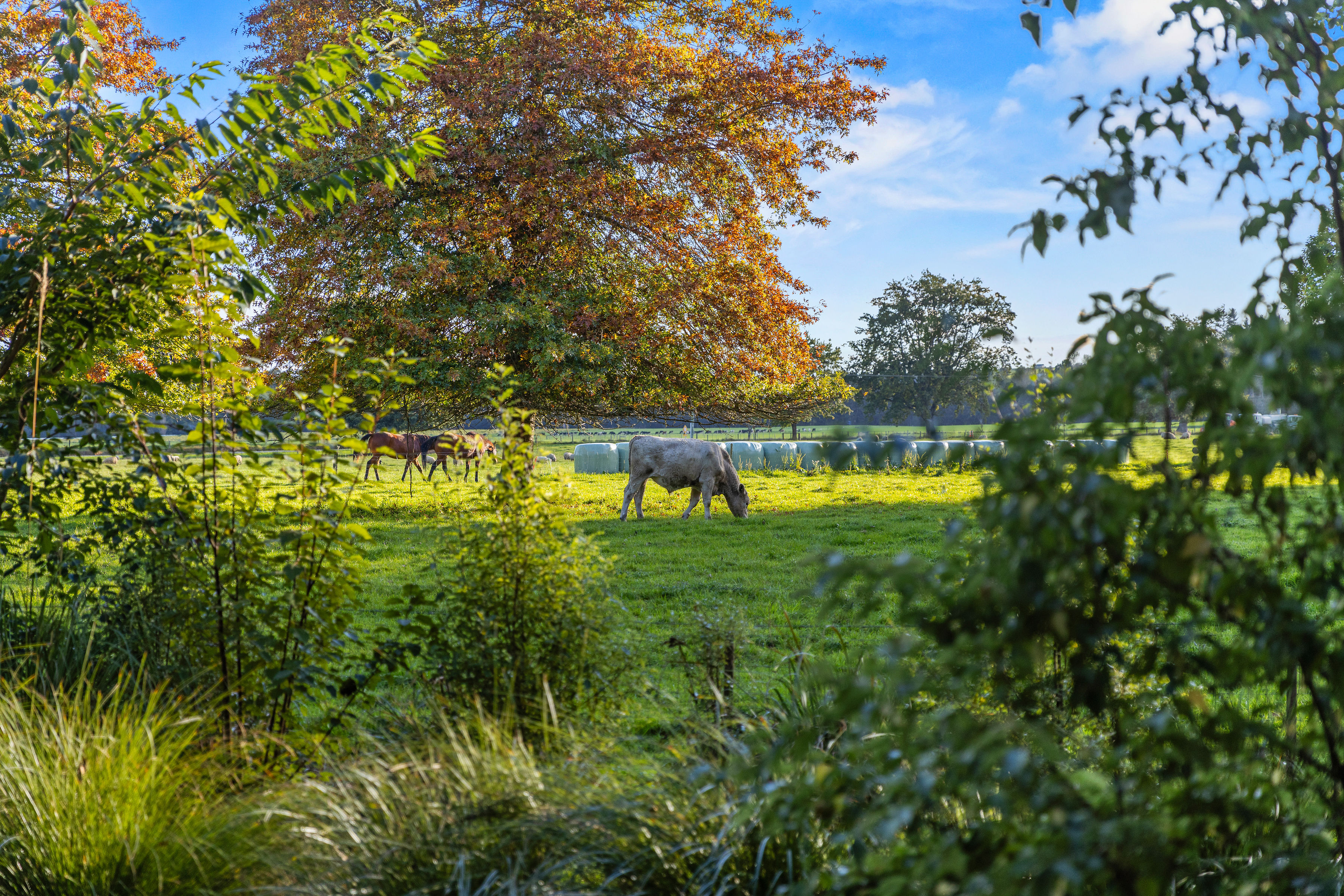  Landmark Homestead rezoned with substantial landbank - 物件實景