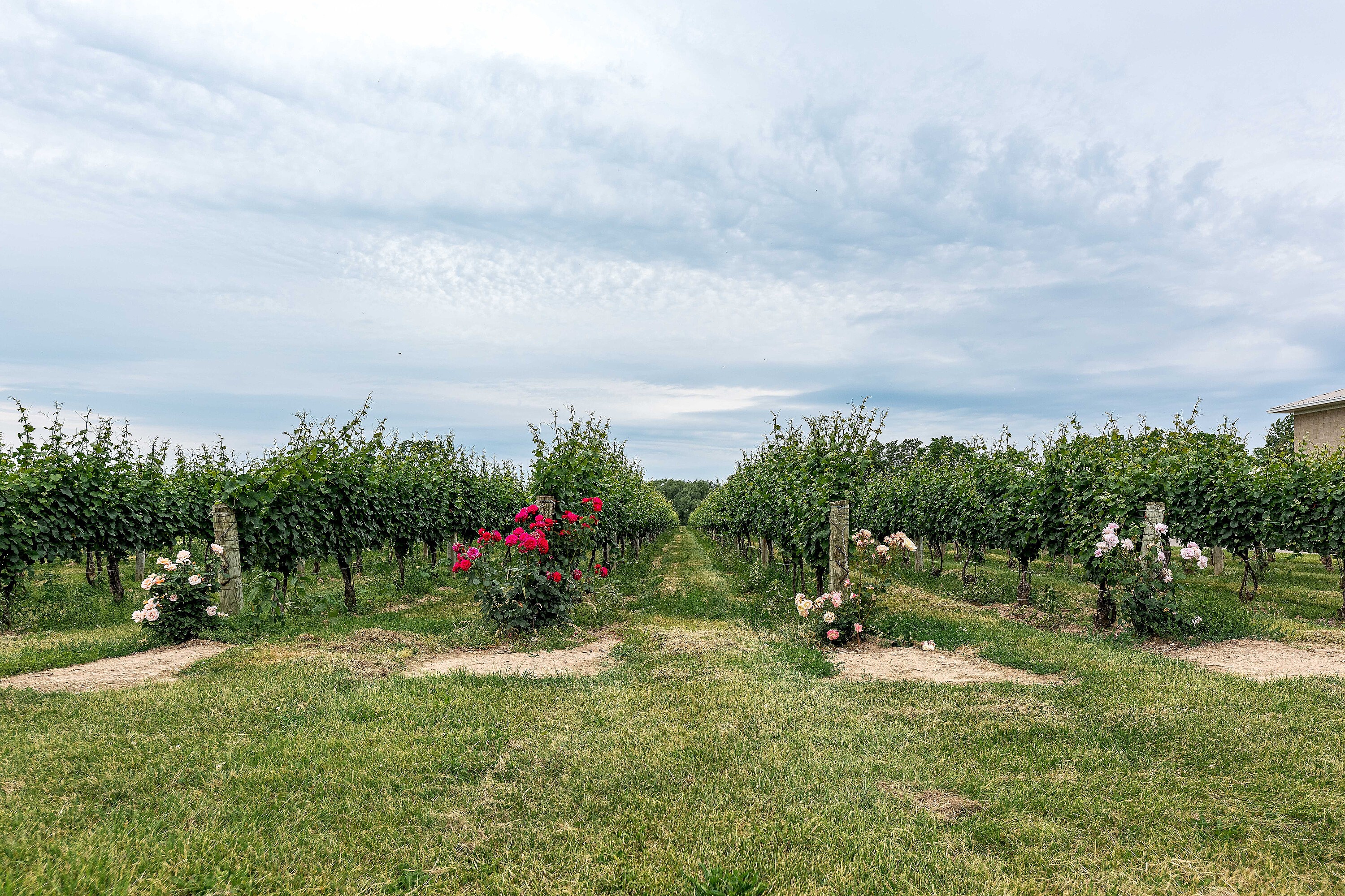  Picturesque Vineyard - 物件實景