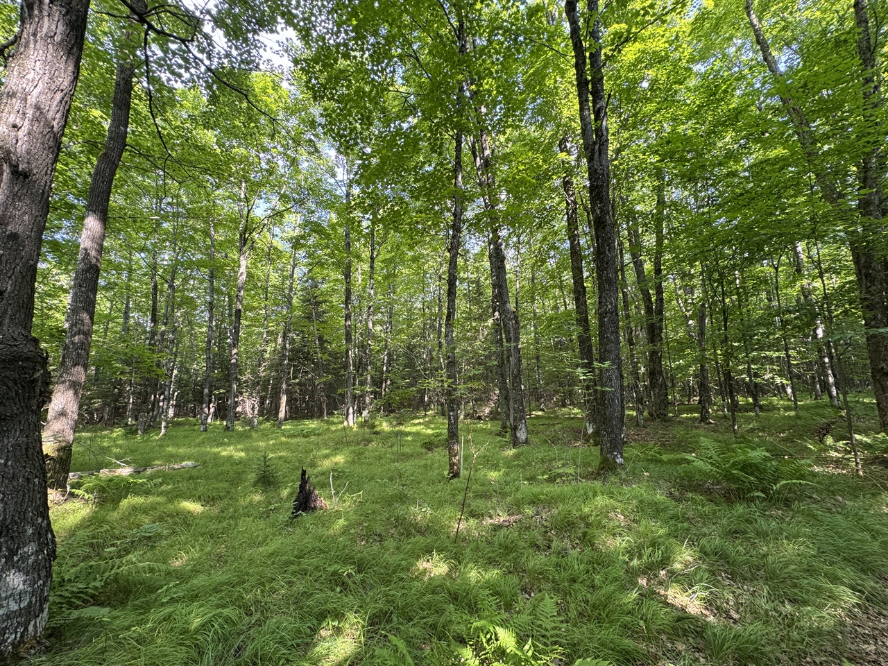 Mercer, Wisconsin, 54547, United States, 32 Bedrooms Bedrooms, ,1 BathroomBathrooms,Residential,For Sale,1872742