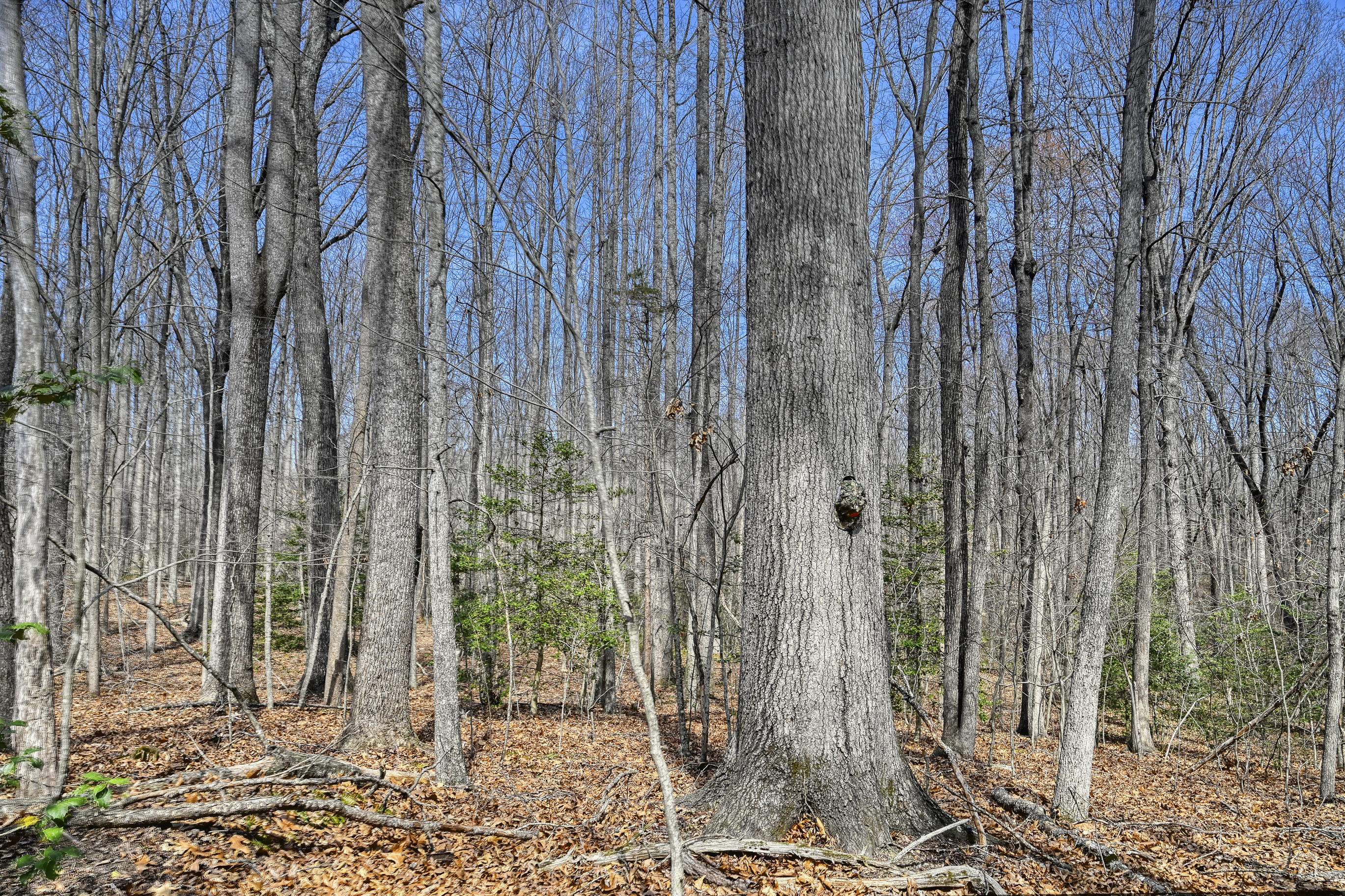  1399 Apple Grove Road, Mineral, VA 23117 - 物件實景