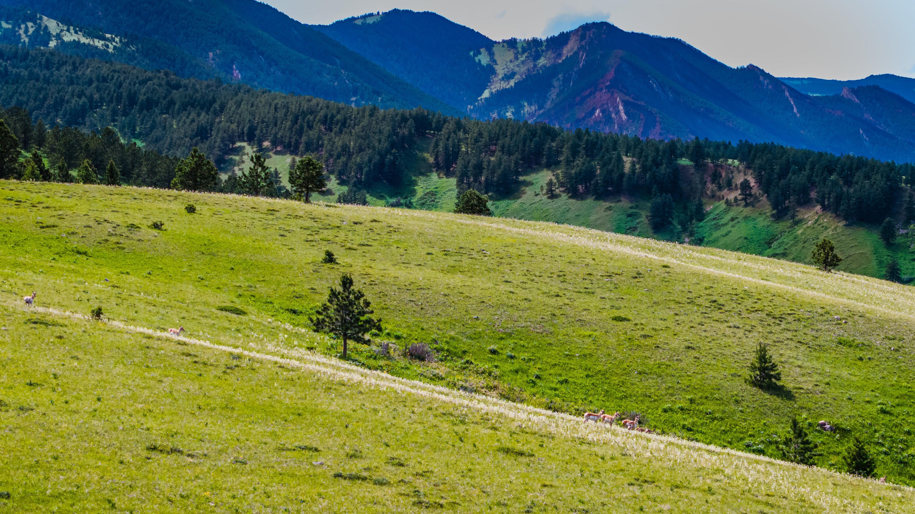 Big Horn, Wyoming, 82833, United States, ,Residential,For Sale,2011314