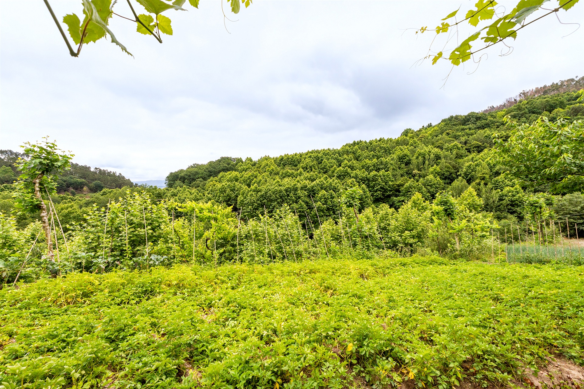  Farm, 3 bedrooms, for Sale - 物件實景