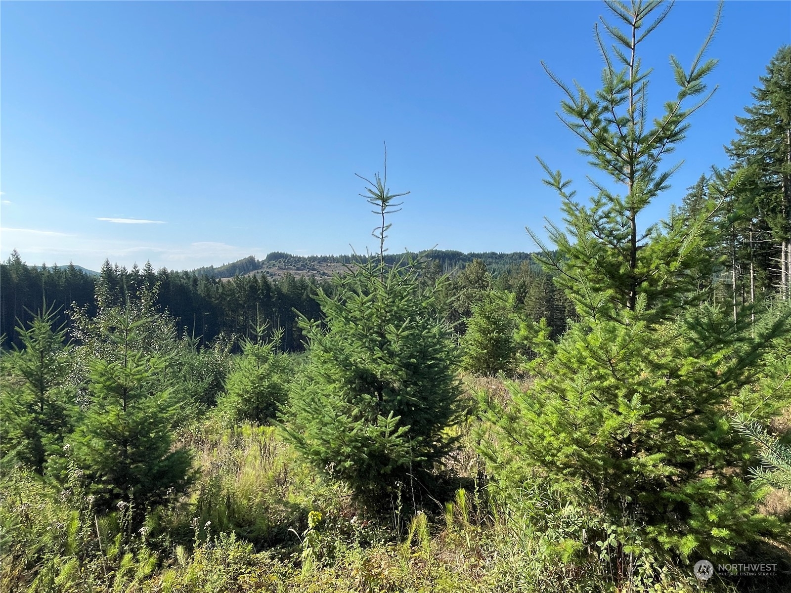 0 Salmon Creek Road, Toledo, Washington, 98591, United States, ,Land,For Sale,0 Salmon Creek Road,1445905