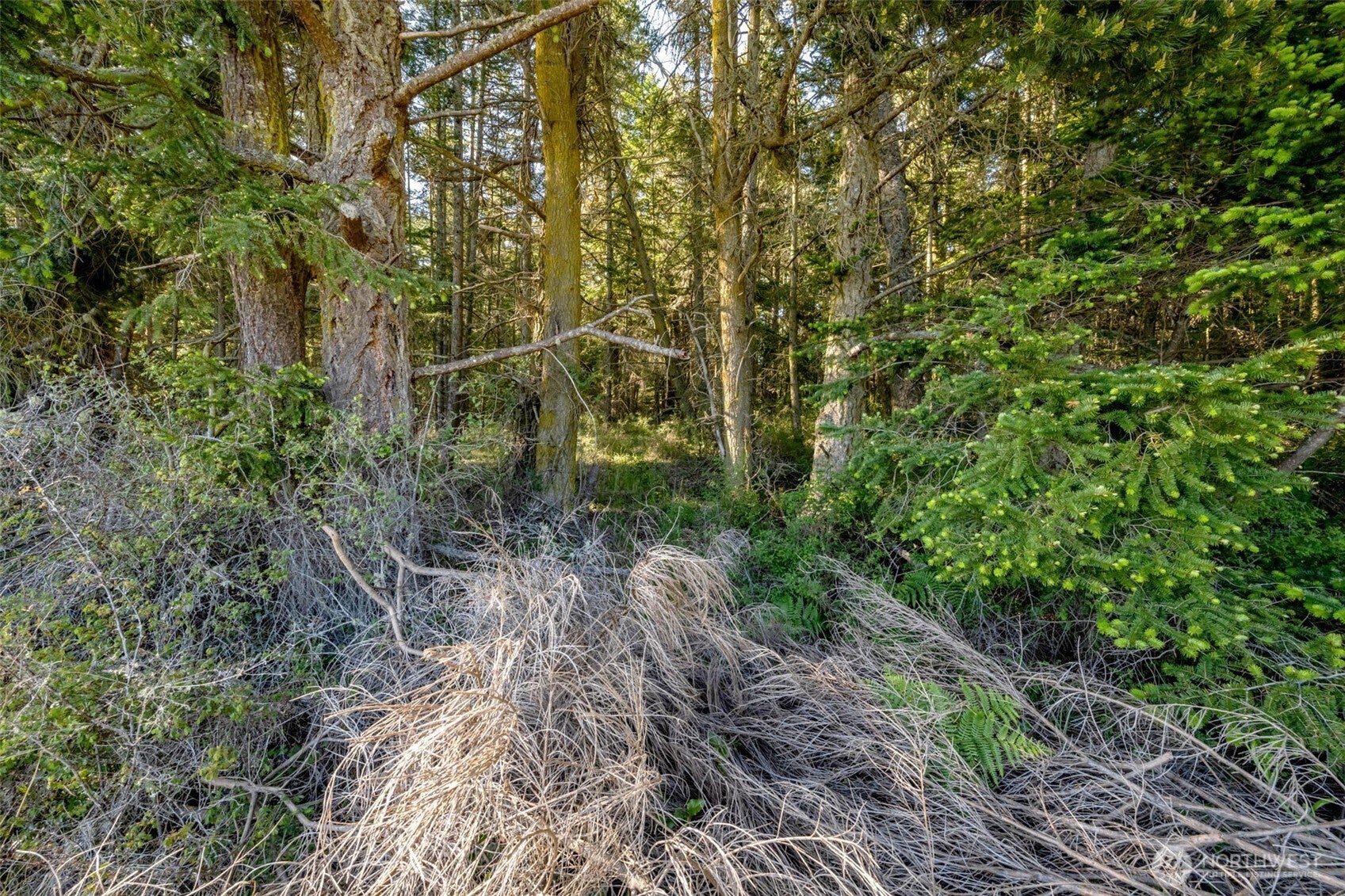 Lopez Island, Washington, 98261, United States, ,Land,For Sale,1982607