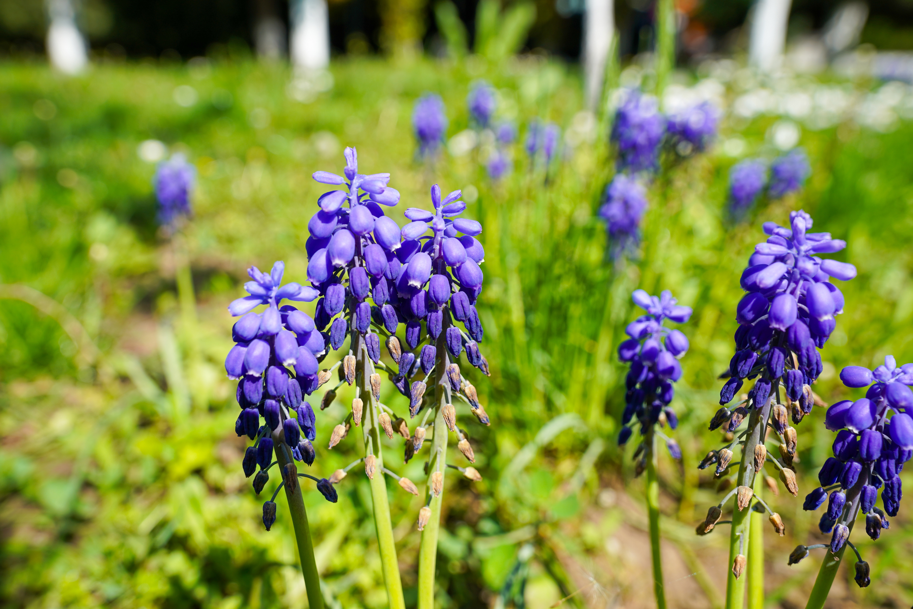  Luxury Villa in a Prime Educational Hub, Pipera - 物件實景