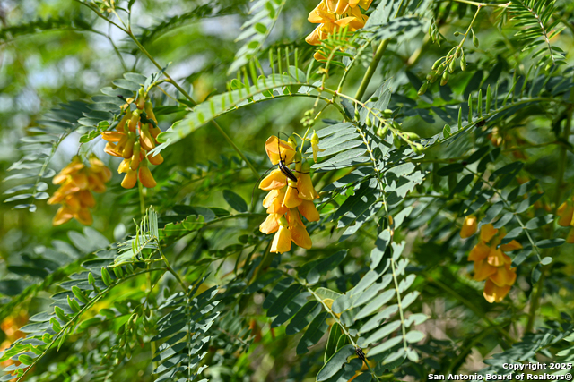 Nixon, Texas, 78140, United States, ,Residential,For Sale,1988320