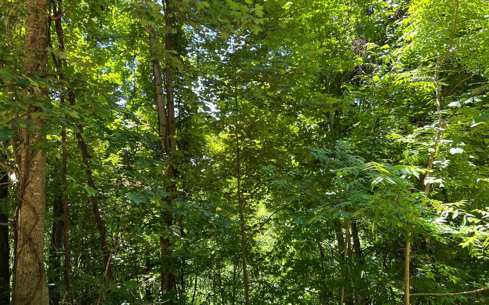 101ac Lori'S Mountain, Hayesville, North Carolina, 28904, United States, ,Residential,For Sale,101ac Lori'S Mountain,1304629