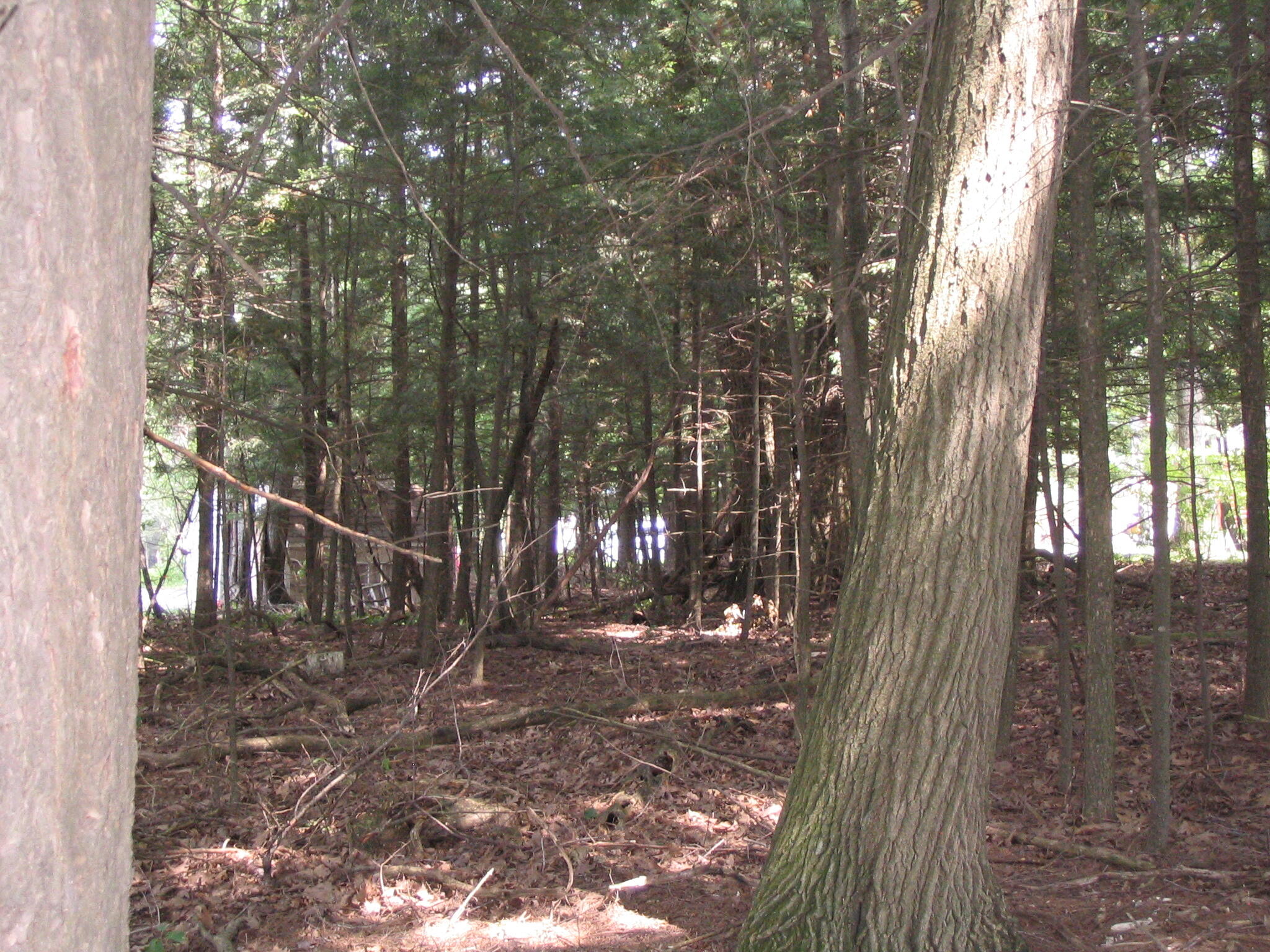 Grayling, Michigan, 49738, United States, ,Residential,For Sale,1845615