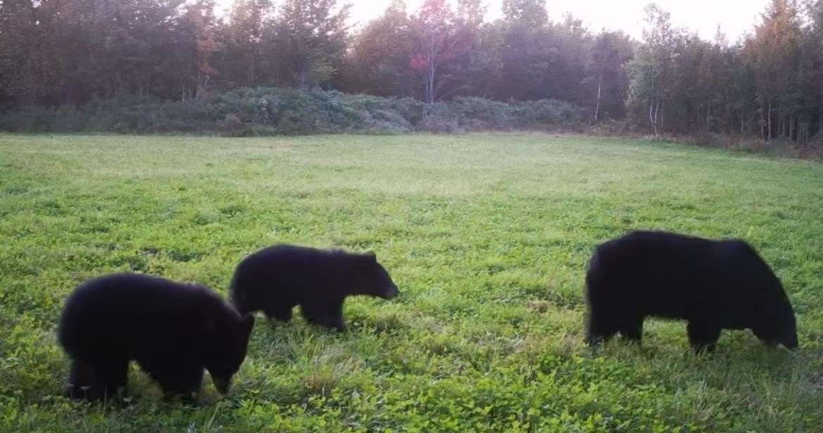 Charleston, Vermont, 05872, United States, 3 Bedrooms Bedrooms, ,2 BathroomsBathrooms,Residential,For Sale,1998791