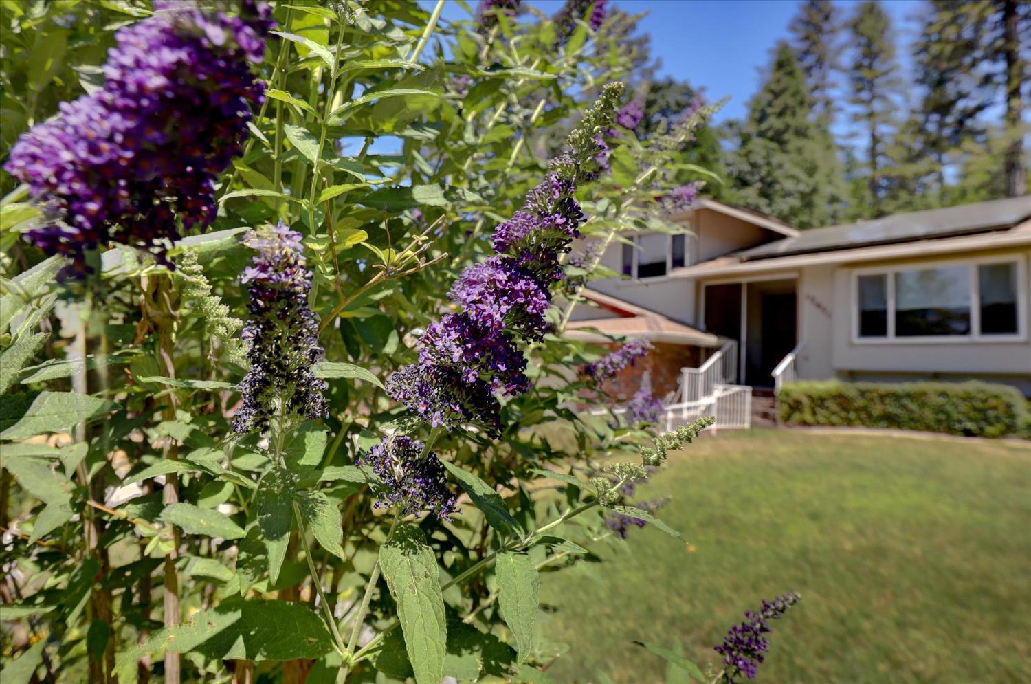 Nevada City, California, 95959, United States, 3 Bedrooms Bedrooms, ,3 BathroomsBathrooms,Residential,For Sale,1858077