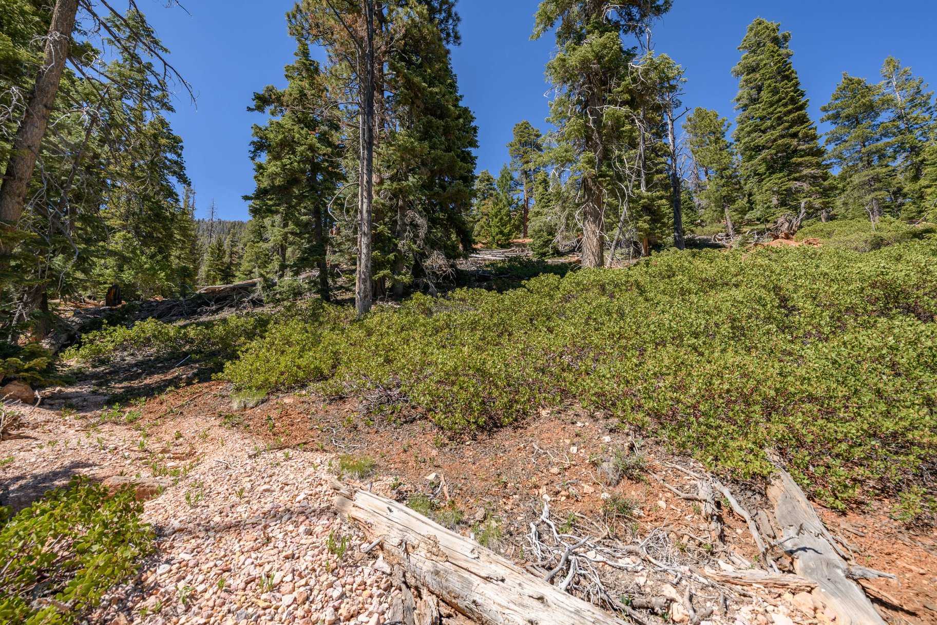  Quiet Mountain Retreat Near Navajo Lake - 物件實景