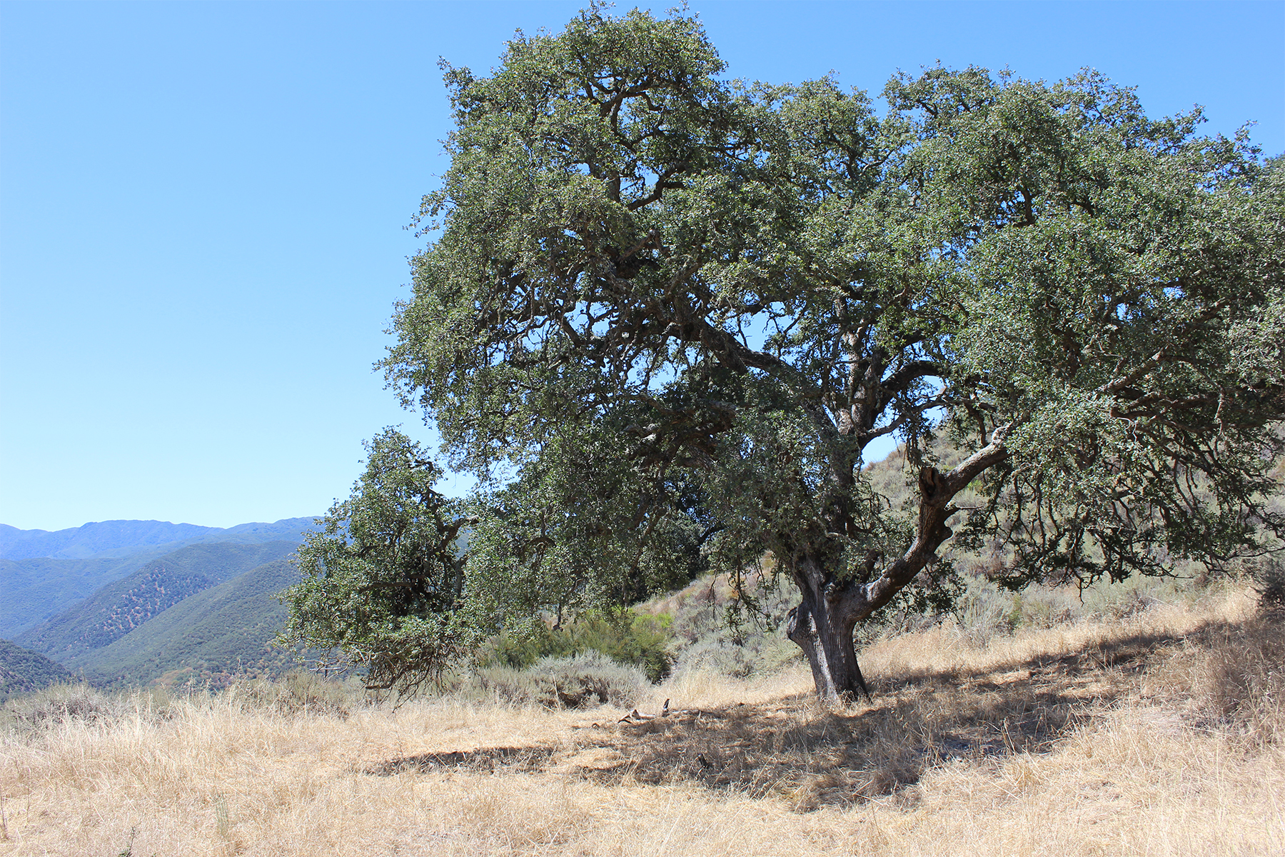  0 East Carmel Valley Road - 物件實景