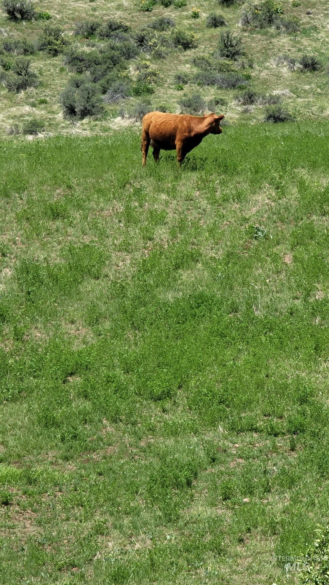 Council, Idaho, 83612, United States, 3 Bedrooms Bedrooms, ,2 BathroomsBathrooms,Residential,For Sale,1974827