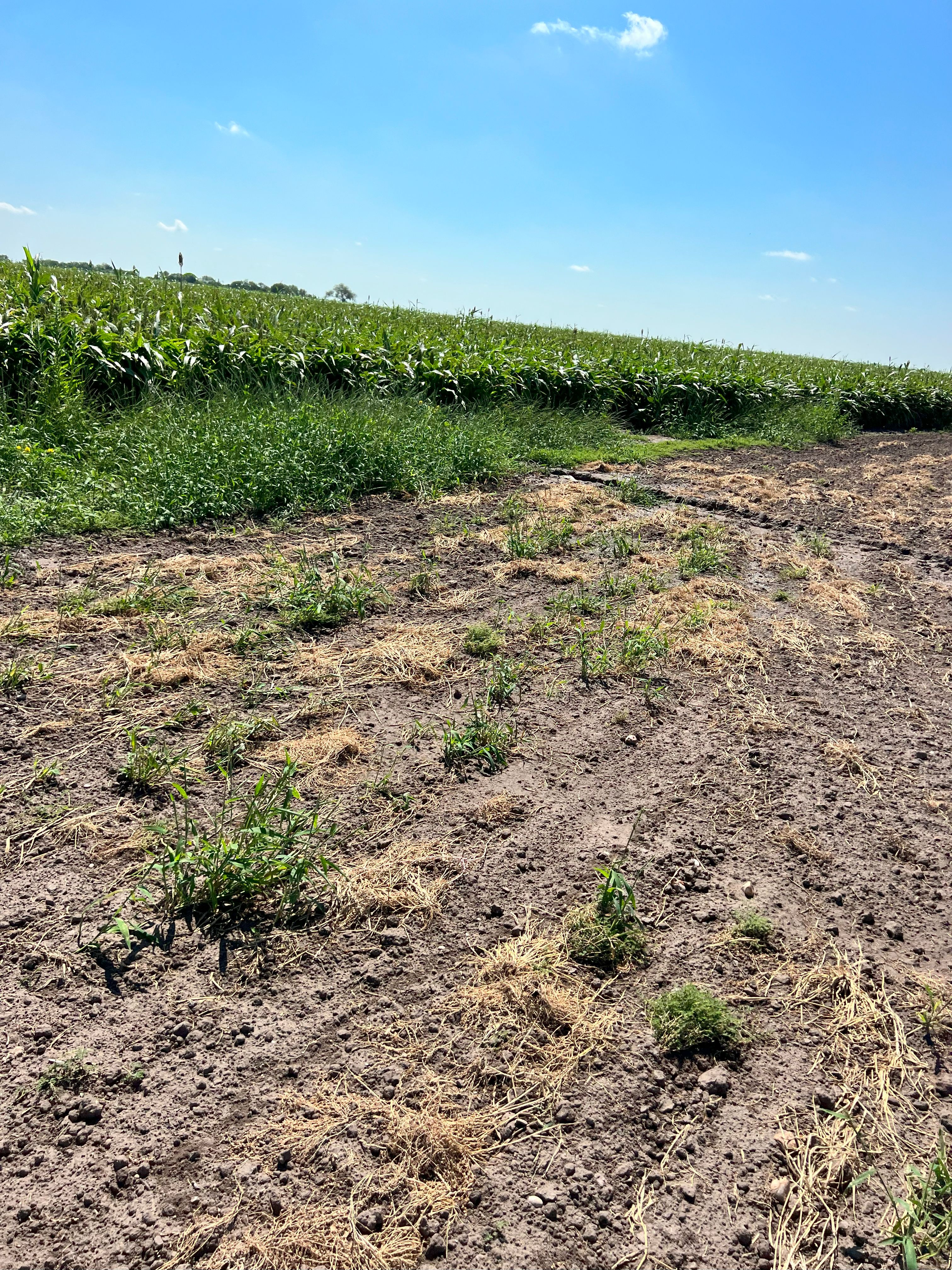 375+/- La Pryor Farm, Zavala County , La Pryor, TX 78872 - 物件實景