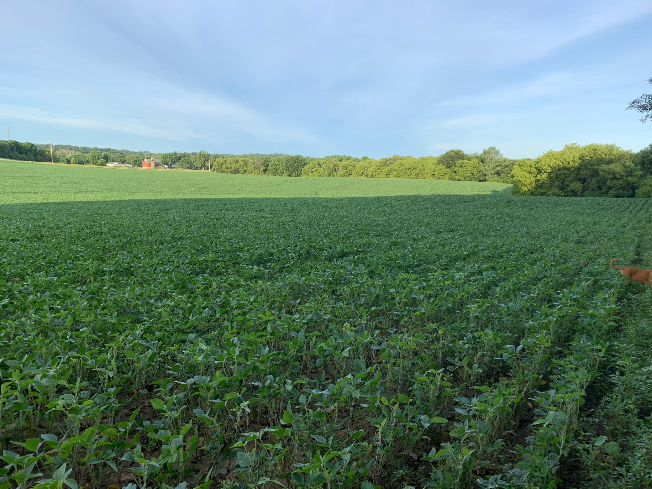 Tbd 75th Street NW, Oronoco Twp, Minnesota, 55901, United States, ,Land,For Sale,Tbd 75th Street NW,1626085