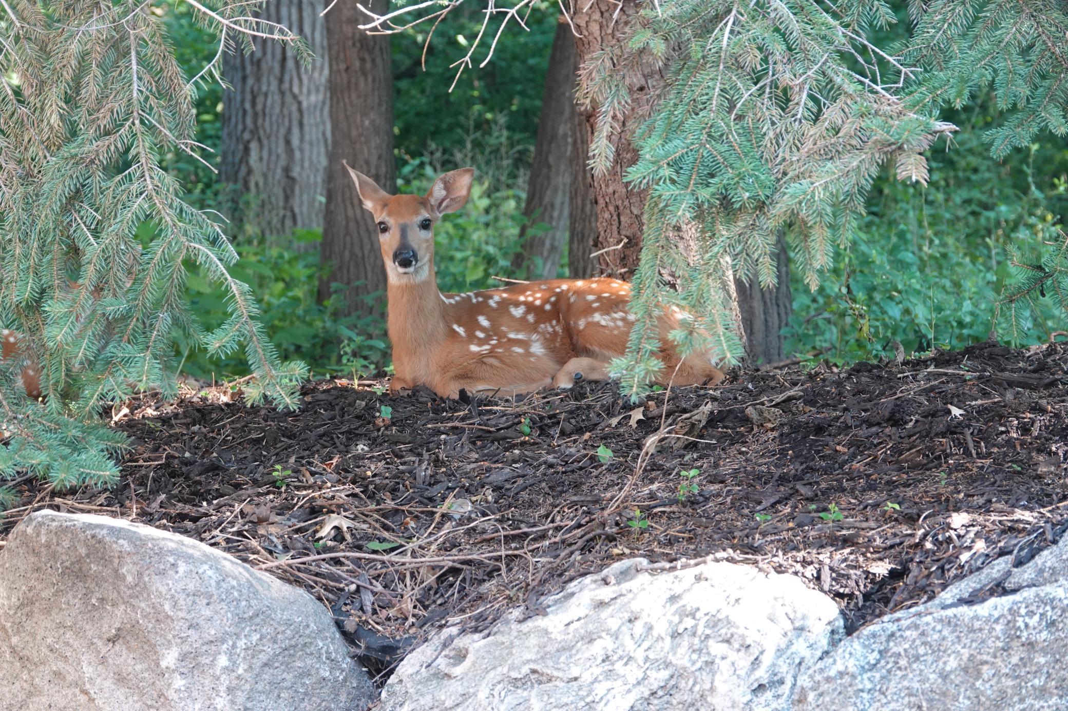 Lakeville, Minnesota, 55044, United States, 4 Bedrooms Bedrooms, ,3 BathroomsBathrooms,Residential,For Sale,1963667