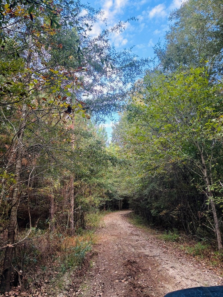 Abbeville, Georgia, 31001, United States, ,Land,For Sale,1975130