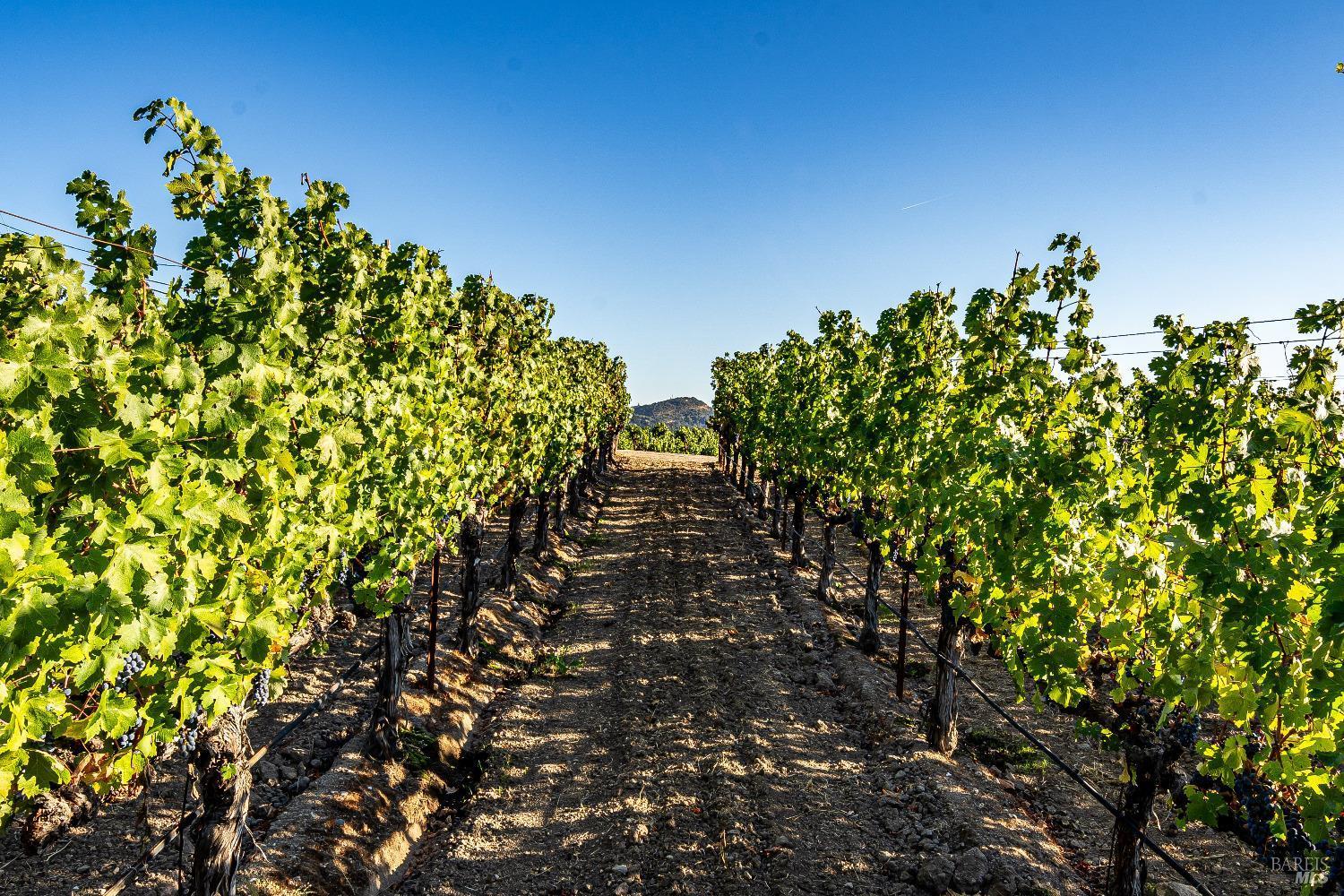 Napa, California, 94558, United States, 4 Bedrooms Bedrooms, ,6 BathroomsBathrooms,Residential,For Sale,1847246