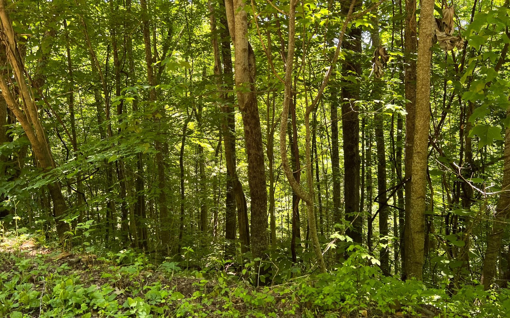 101ac Lori'S Mountain, Hayesville, North Carolina, 28904, United States, ,Residential,For Sale,101ac Lori'S Mountain,1304629