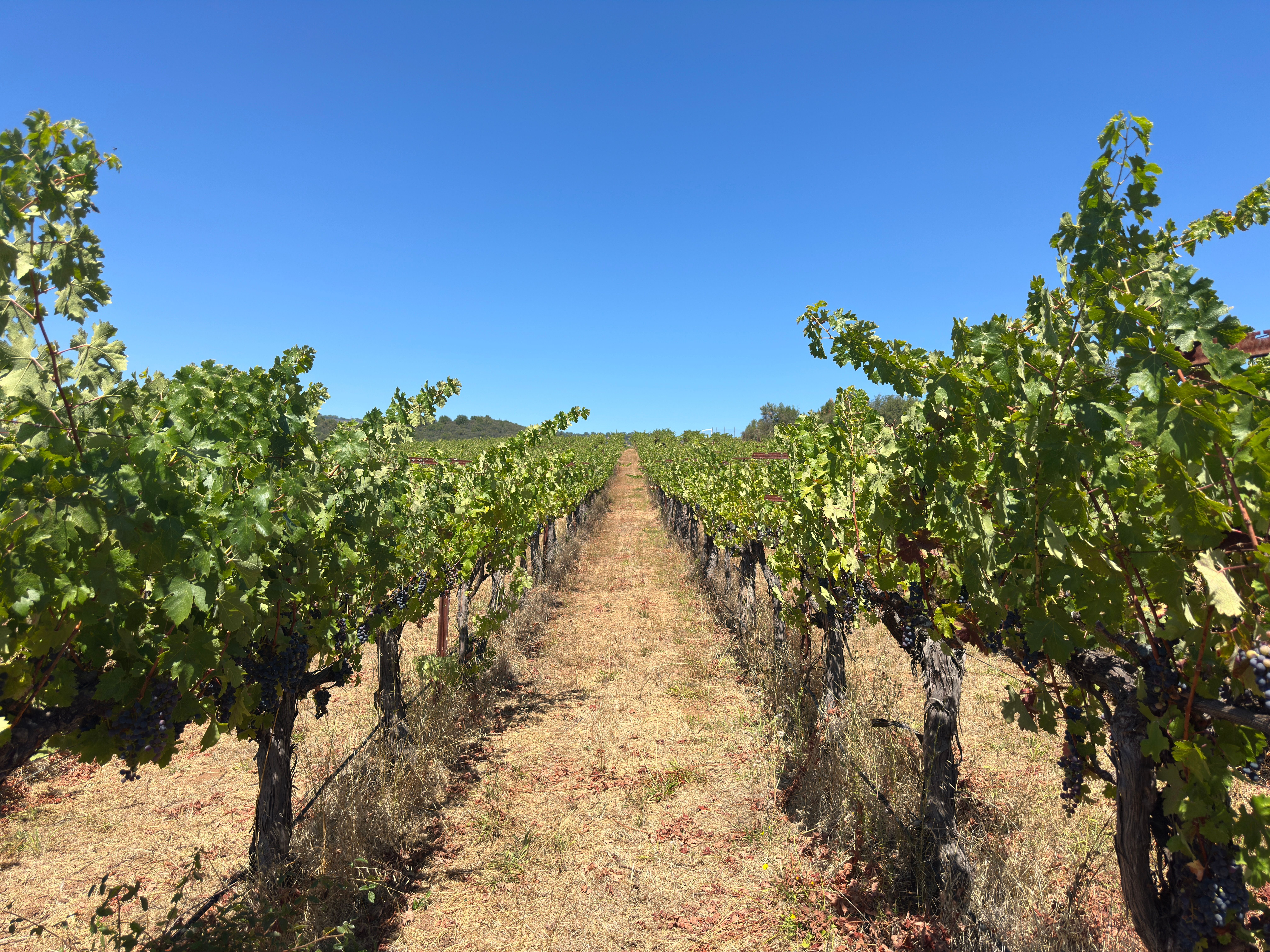  Premium Atlas Peak AVA Vineyard Opportunity - 物件實景