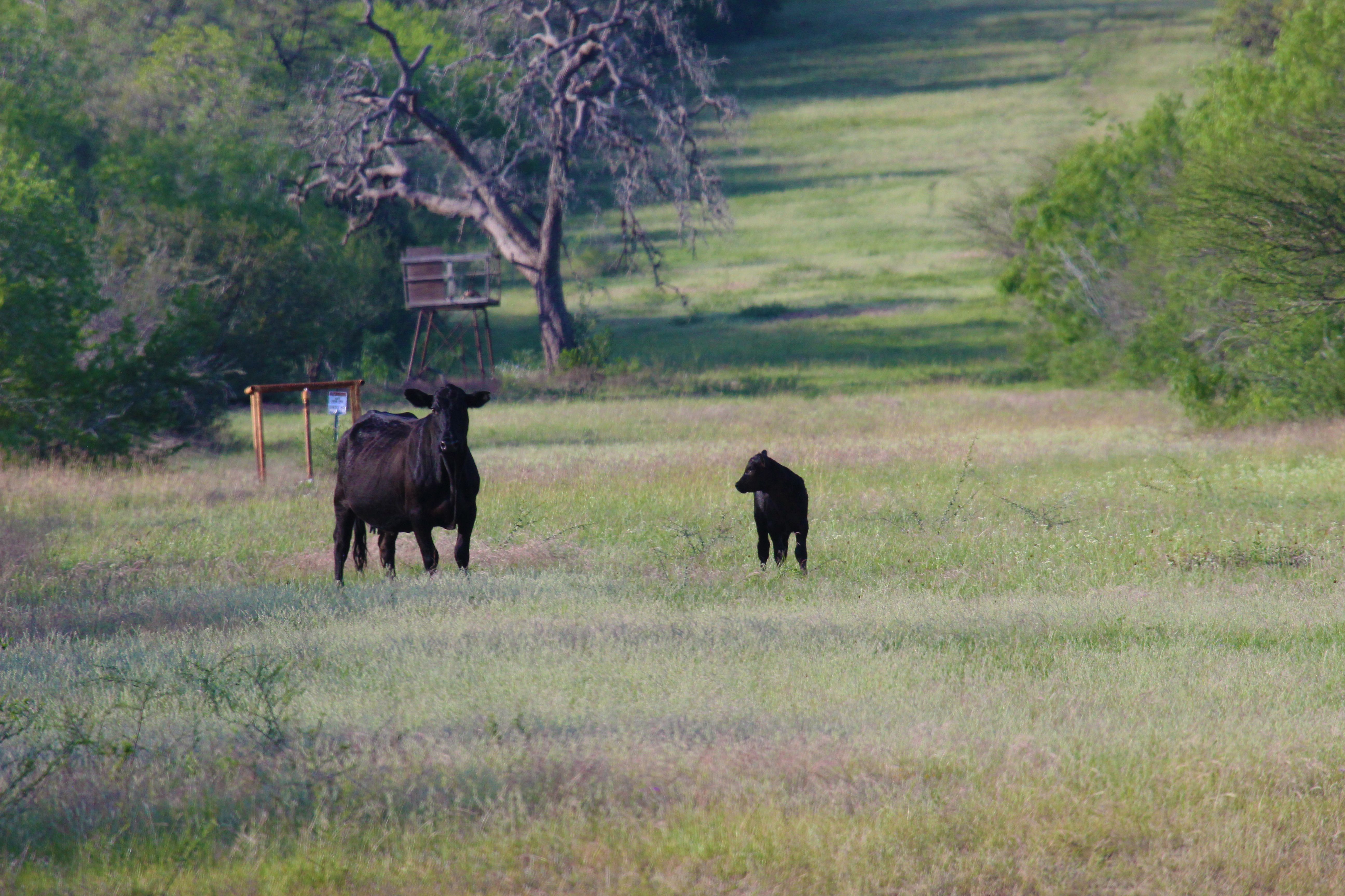  810+/- Acre Cabeza Creek Ranch - 物件實景
