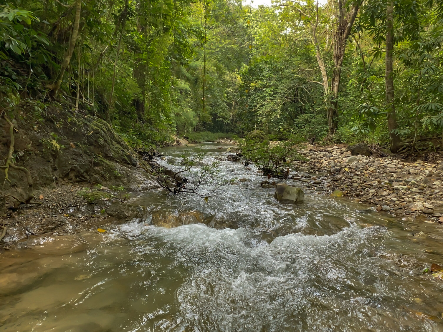 Las Delicias, Delicias, Puntarenas, CR, ,Land,For Sale,Las Delicias,1613556