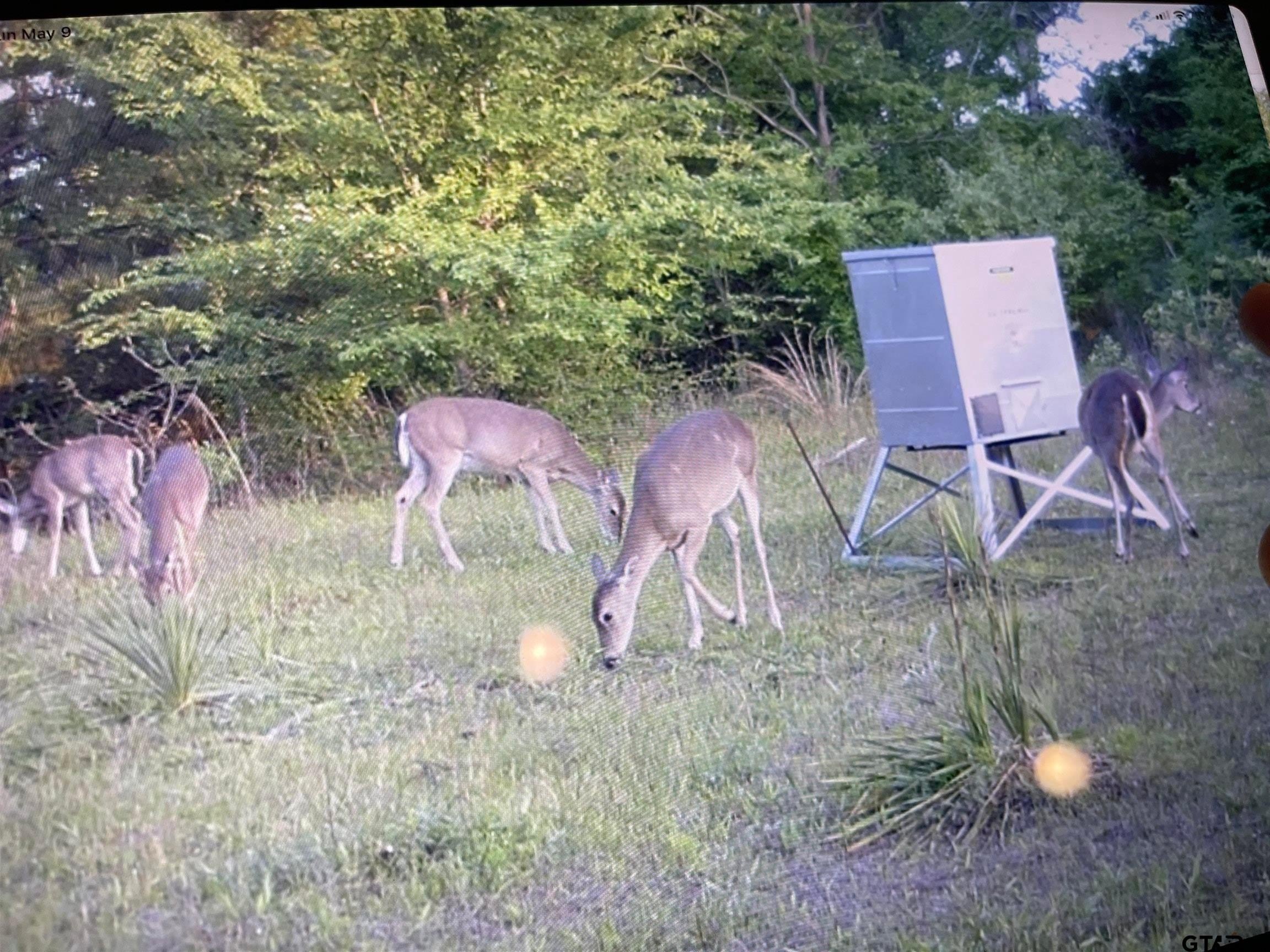 Lone Star, Texas, 75668, United States, 2 Bedrooms Bedrooms, ,1 BathroomBathrooms,Residential,For Sale,1979709