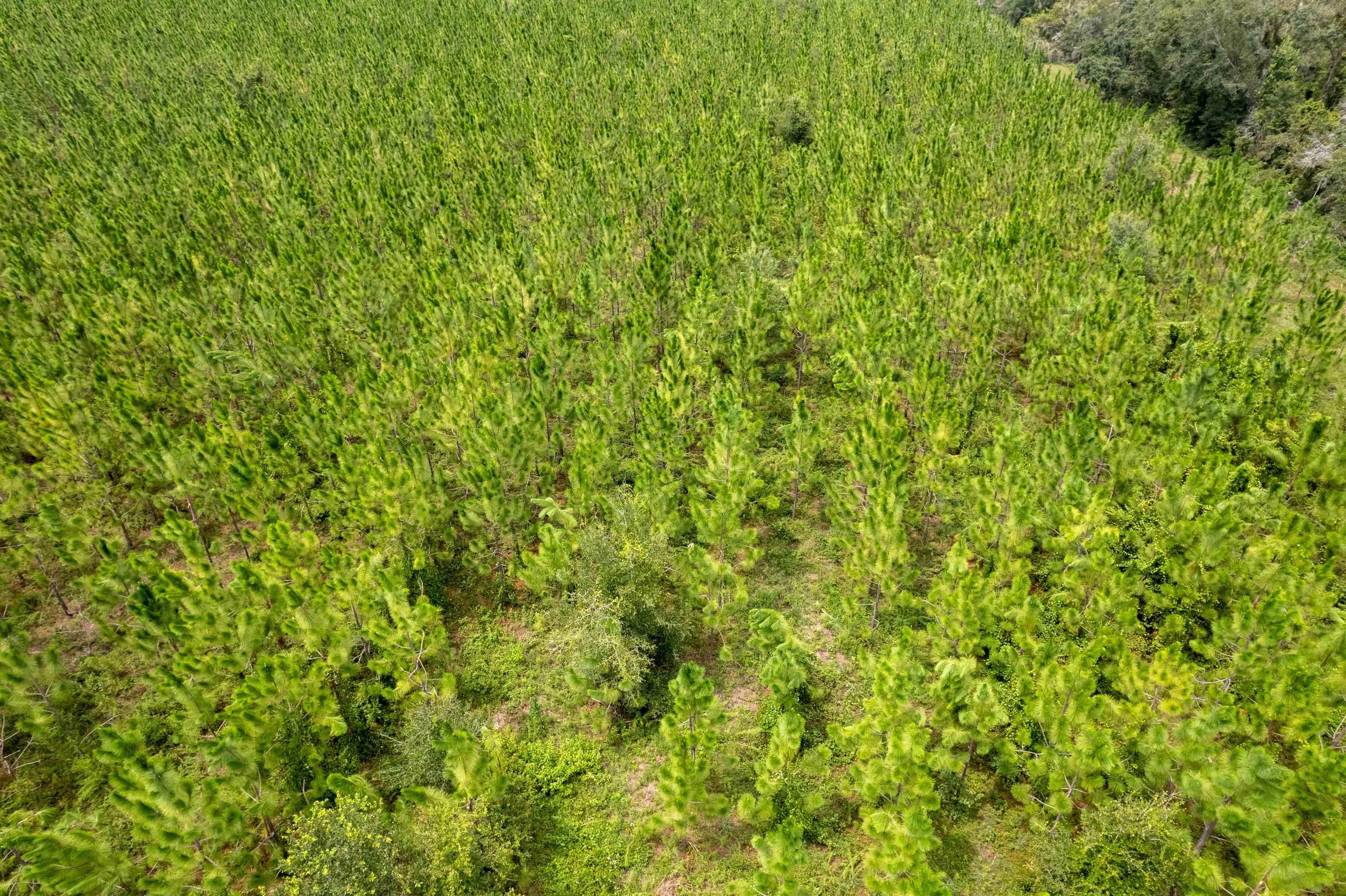 xxx Ne Geranium Street, Madison, Florida, 32340, United States, ,Land,For Sale,xxx Ne Geranium Street,1671968