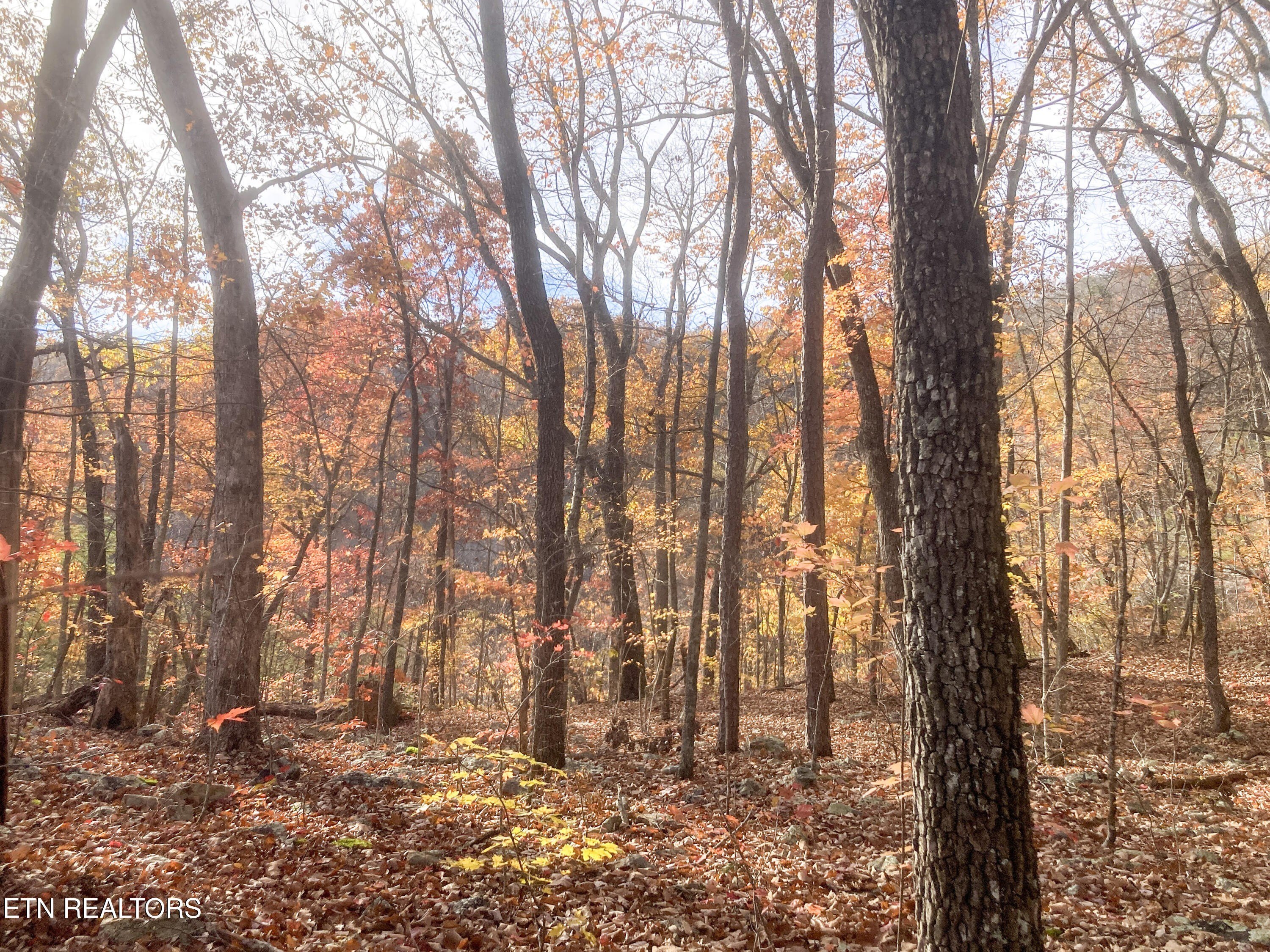 Pikeville, Tennessee, 37367, United States, ,Land,For Sale,1975616