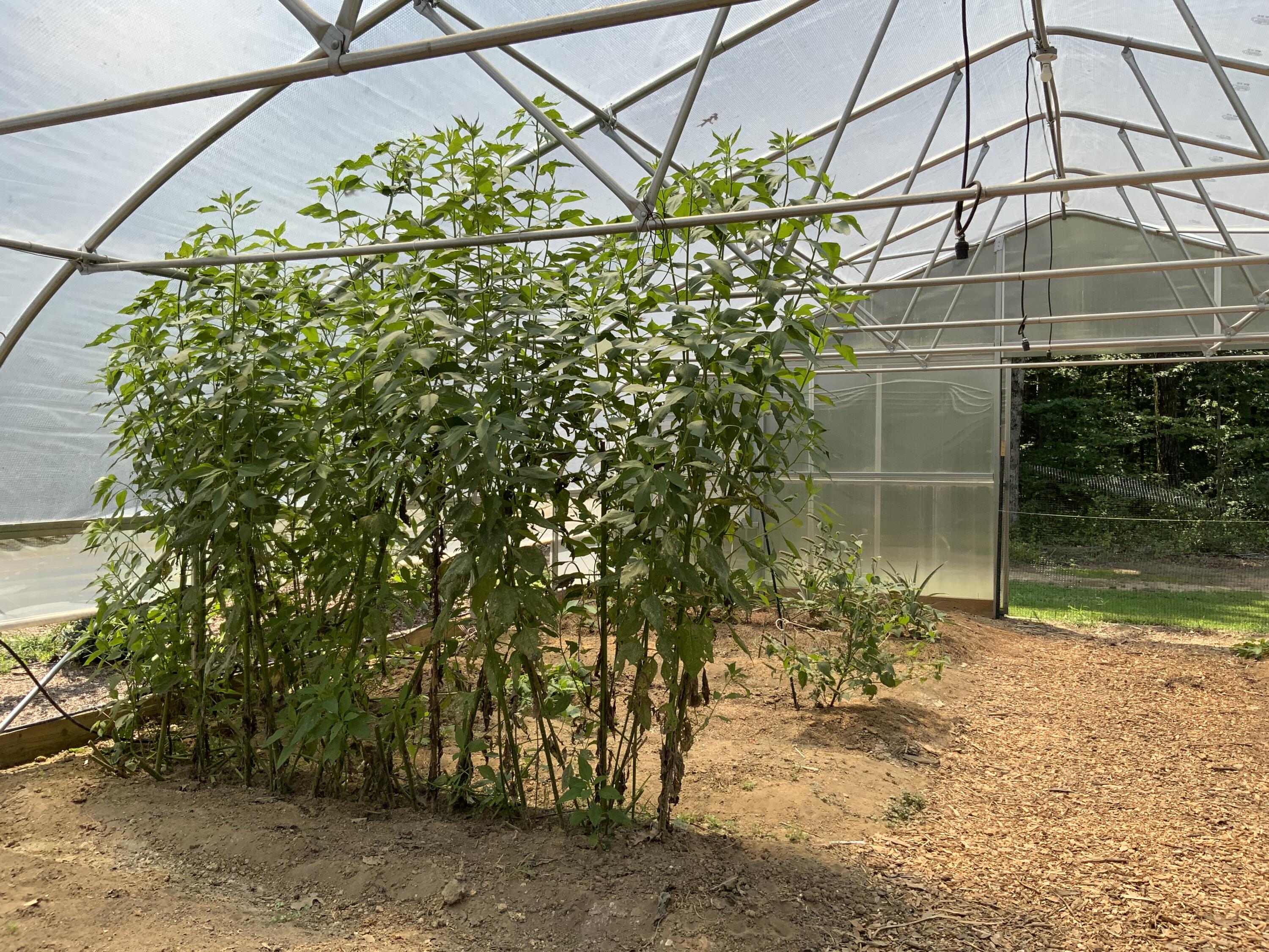 Tracy City, Tennessee, 37387, United States, 3 Bedrooms Bedrooms, ,Residential,For Sale,1979741