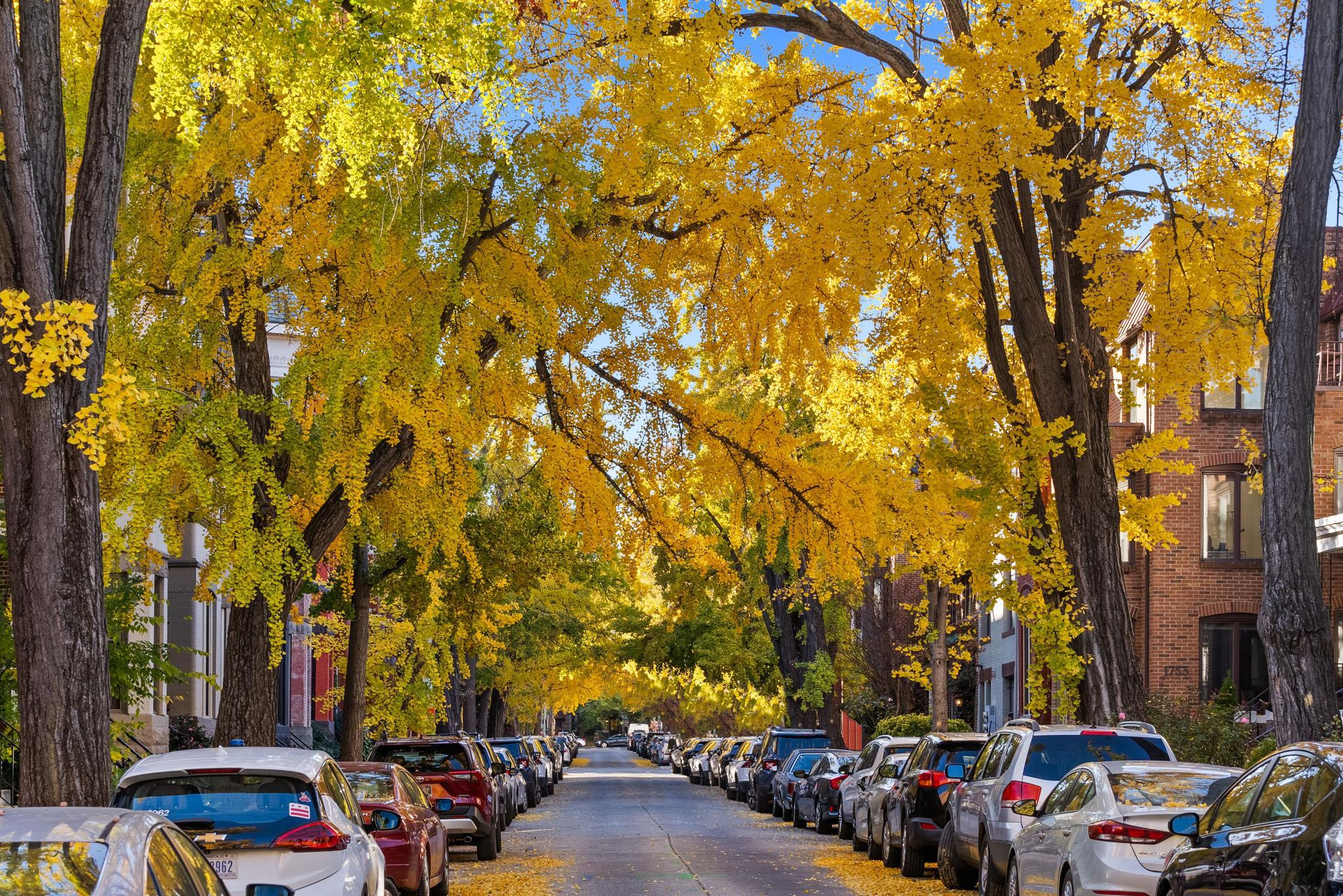  1716 Swann Street NW, Washington, DC, 20009 - 物件實景