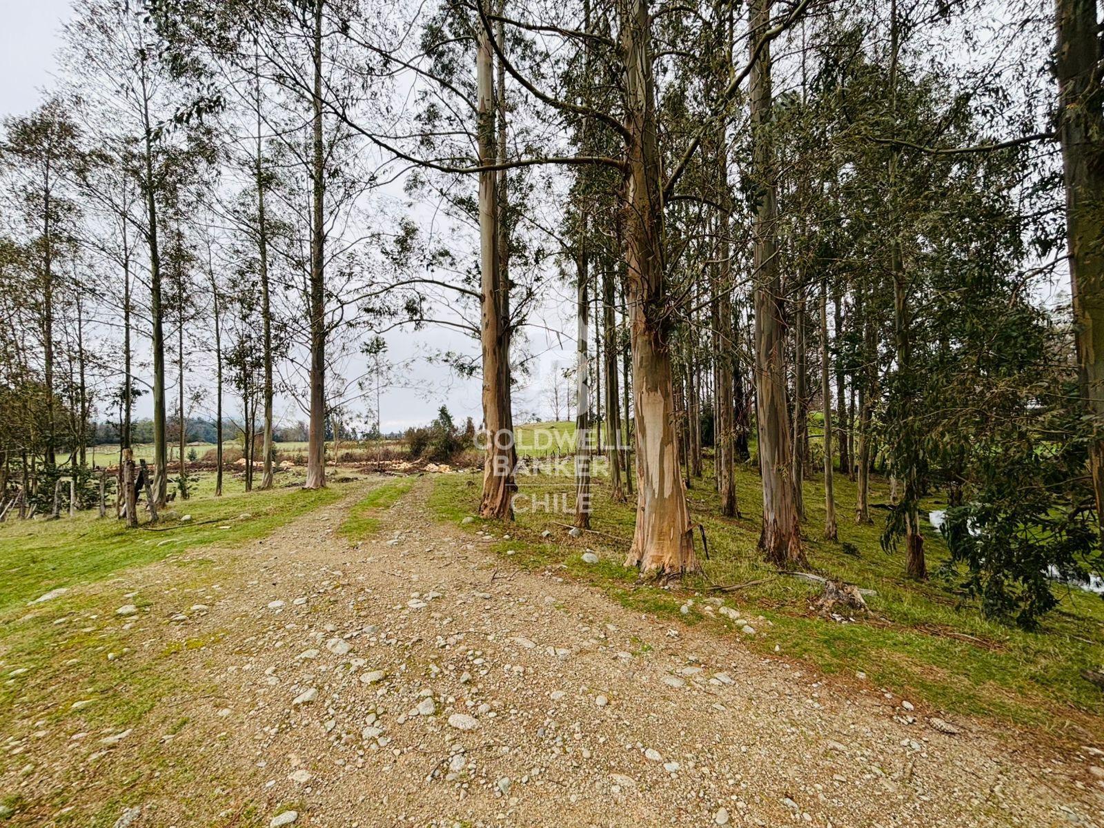Futrono, Chile, ,Residential,For Sale,1934397