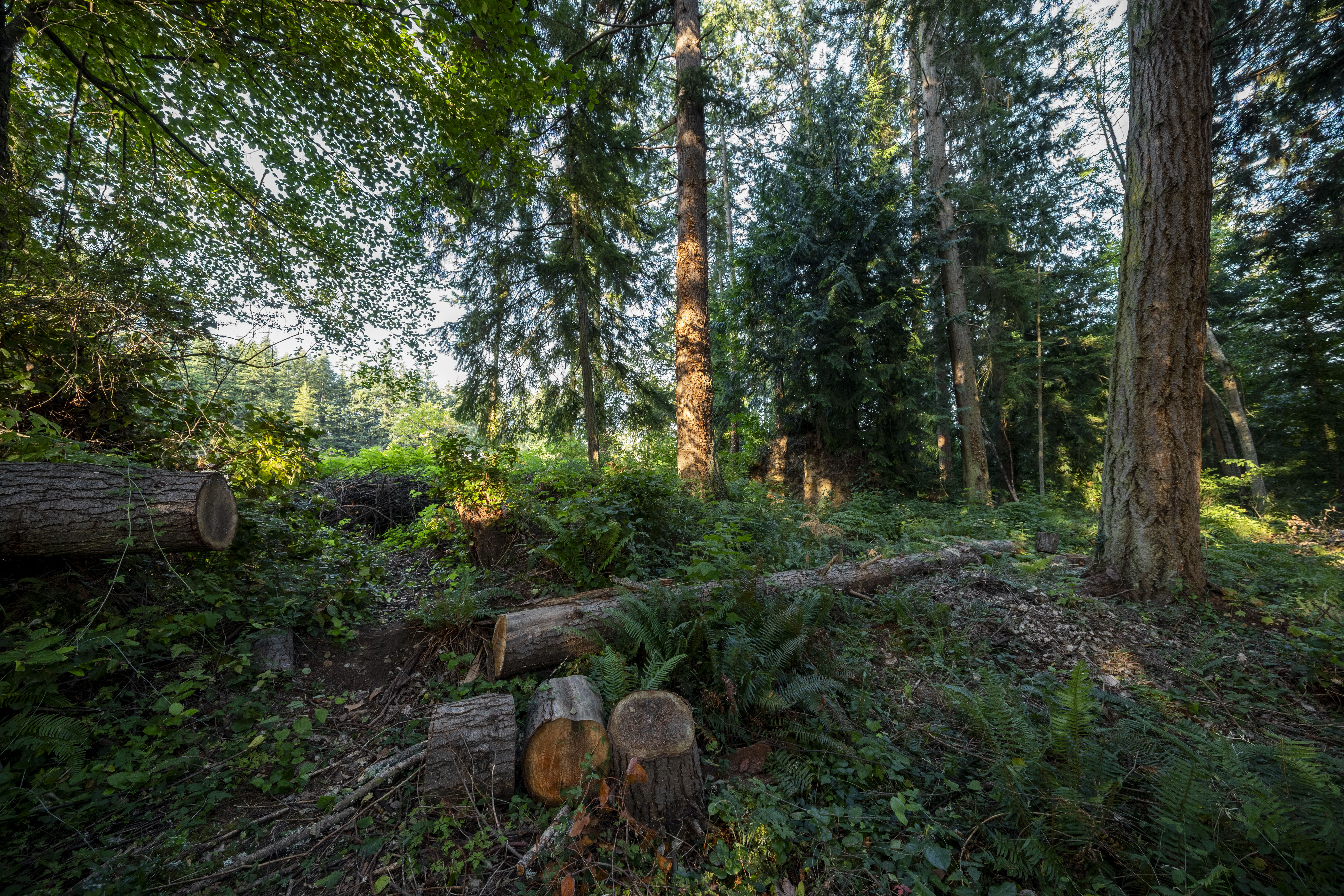  Perfect Whidbey Island Location - 物件實景