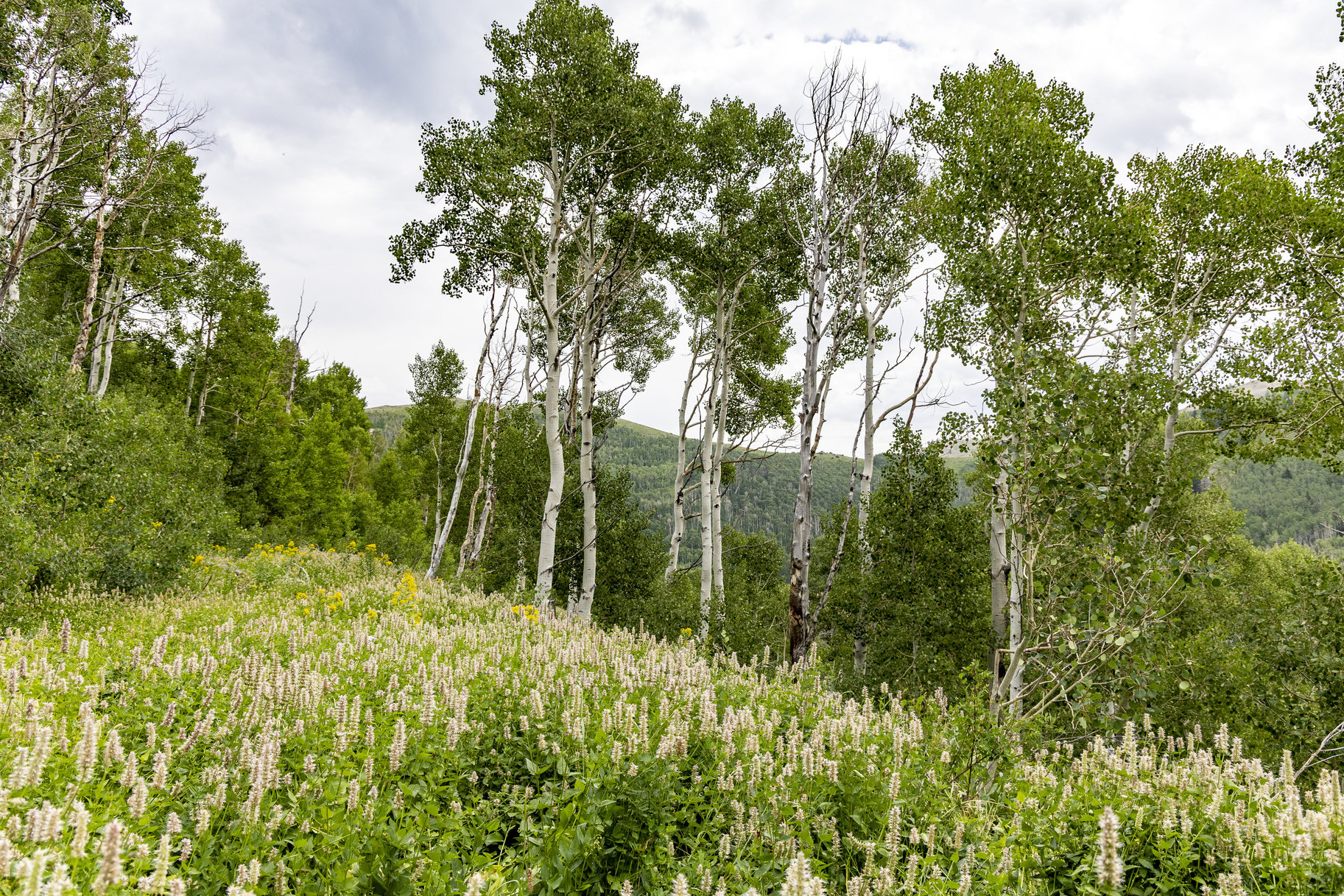  24 Acre Development Parcel in Bonanza Flats - 物件實景