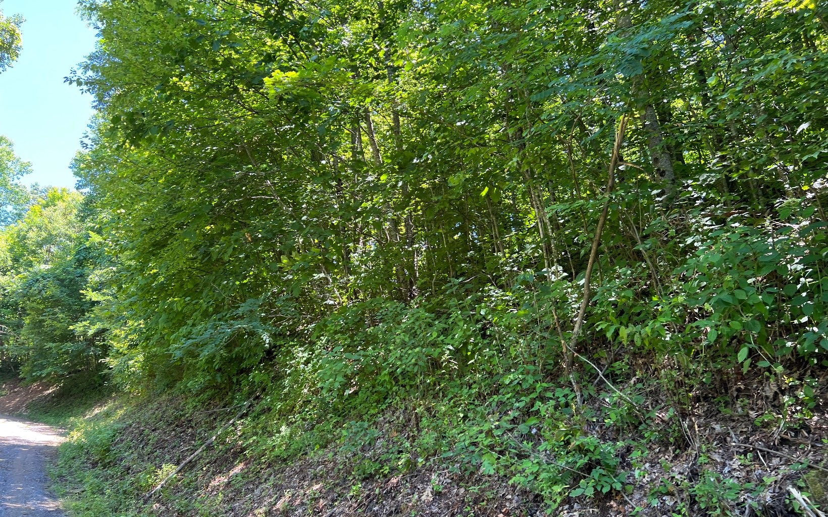 101ac Lori'S Mountain, Hayesville, North Carolina, 28904, United States, ,Residential,For Sale,101ac Lori'S Mountain,1304629