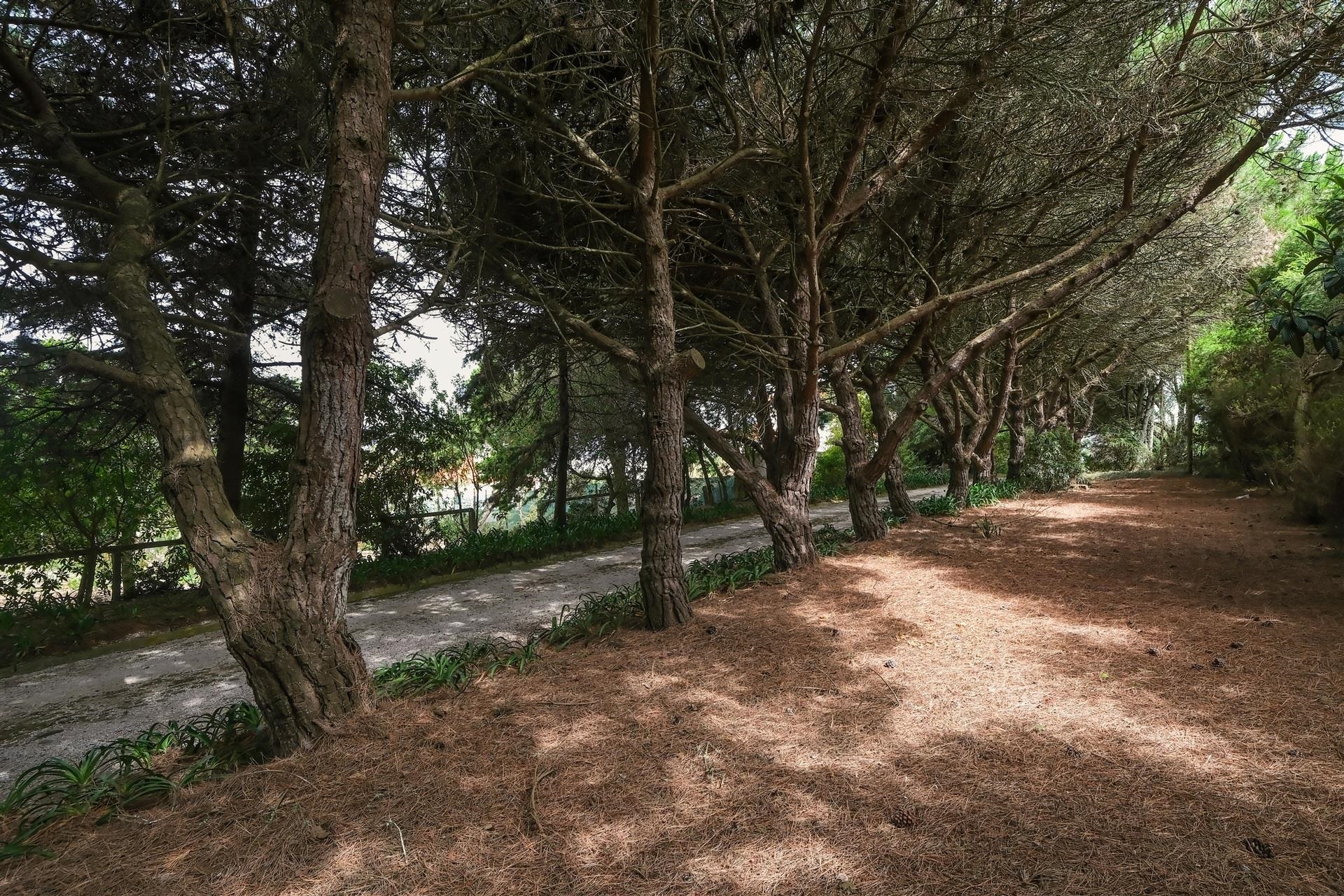  Terreno com ruina, 4 bedrooms, for Sale - 物件實景