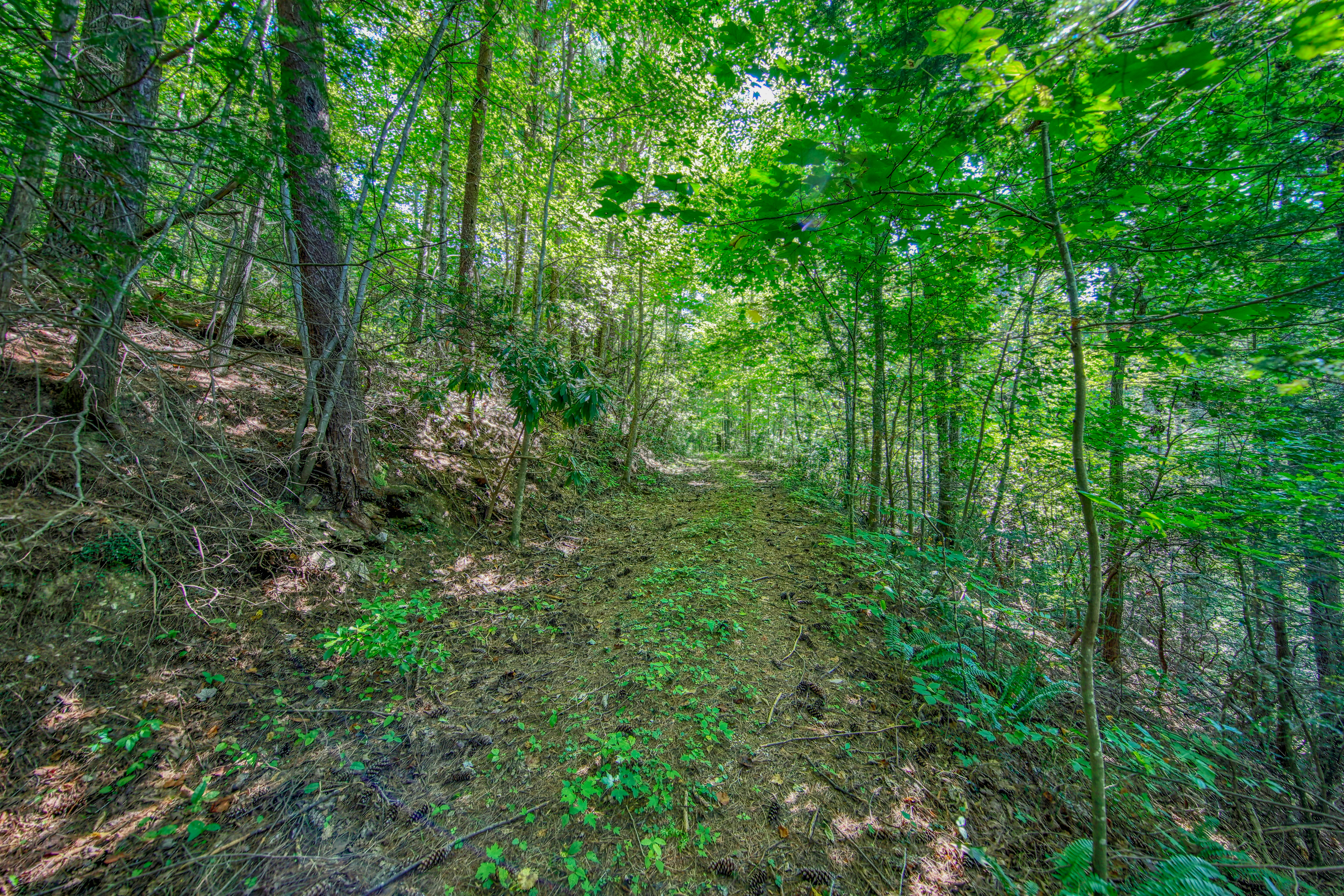  Belcher Loop, Tellico Plains, TN 37385 - 物件實景